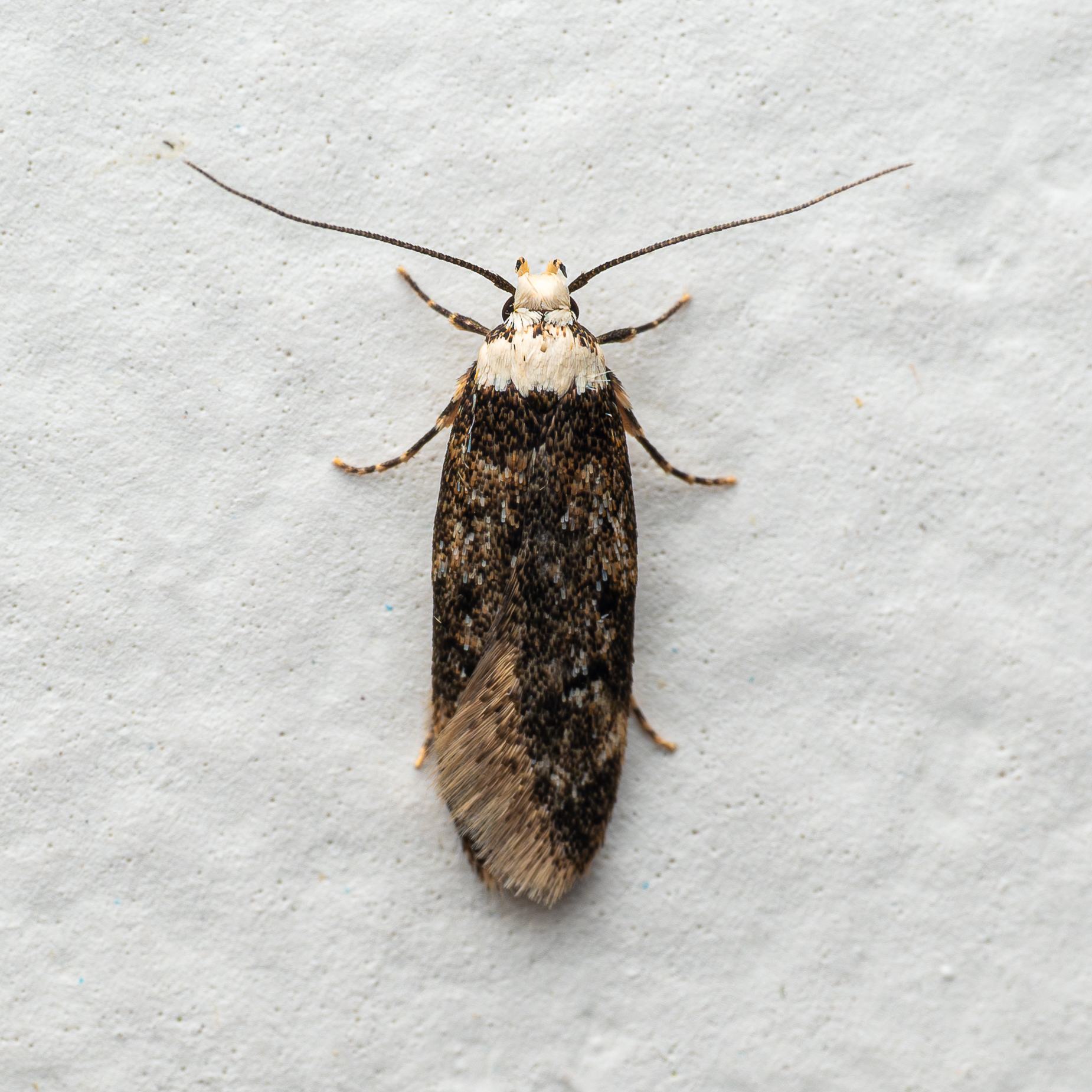 Endrosis sarcitrella