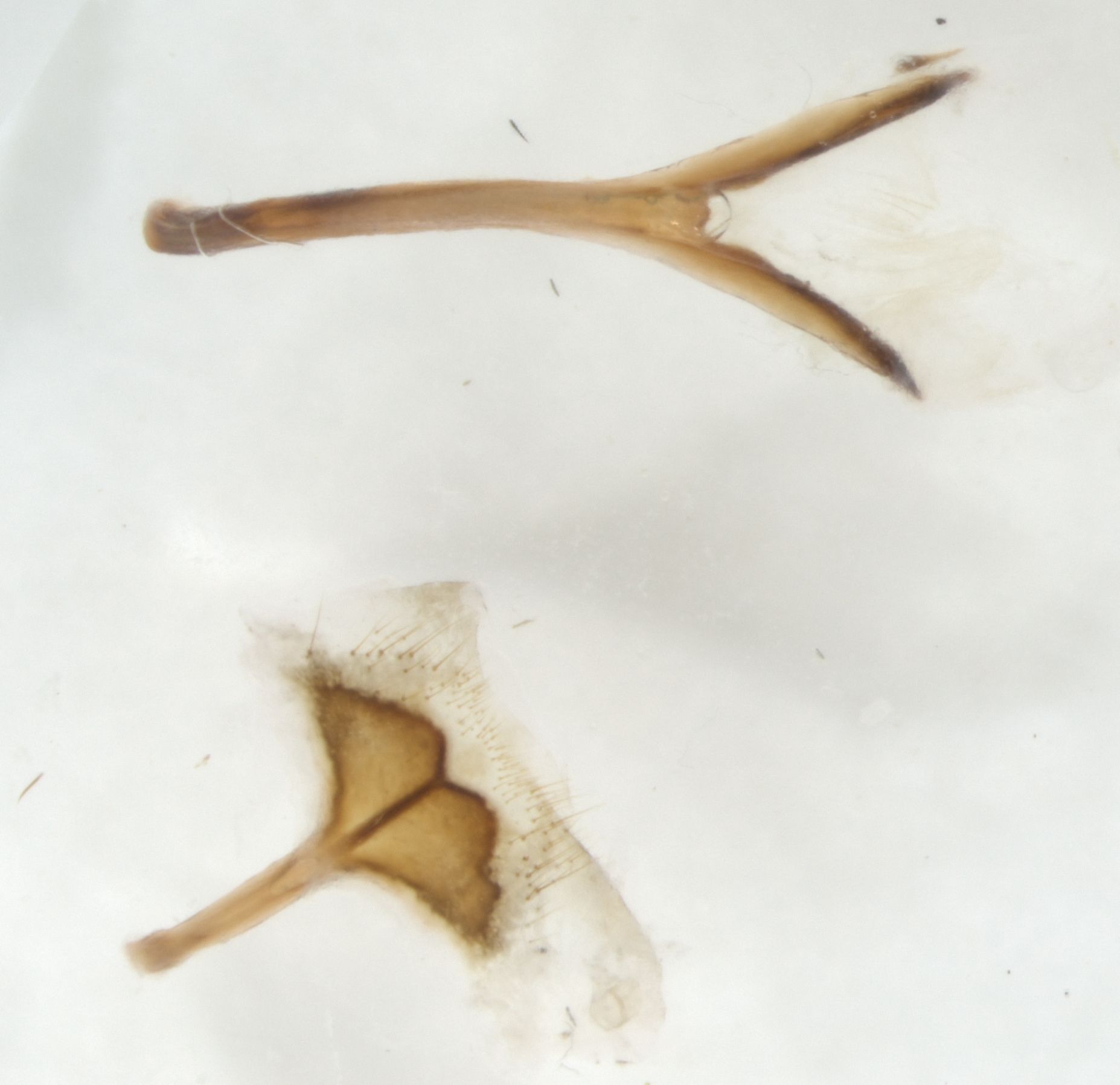 Acanthoderes