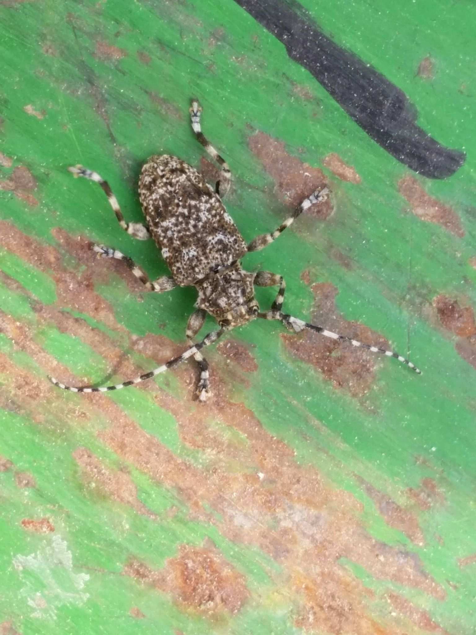 Acanthoderes