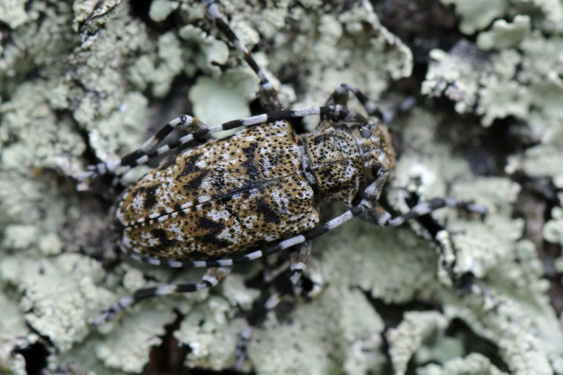 Acanthoderes