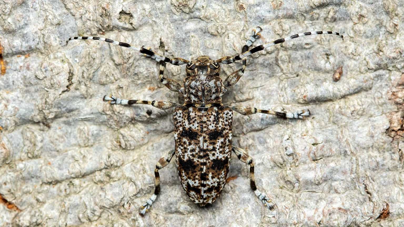 Acanthoderes