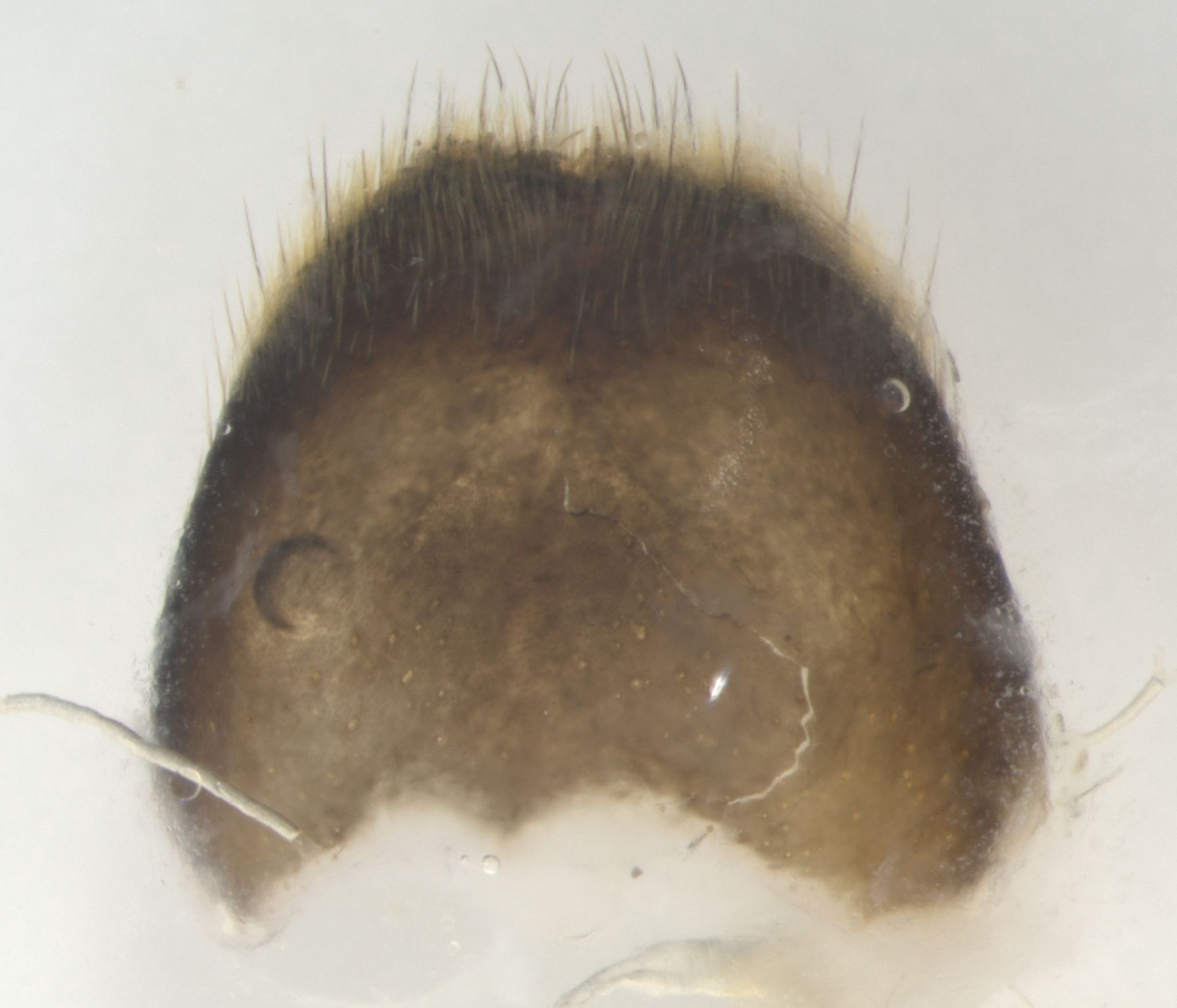 Acanthoderes