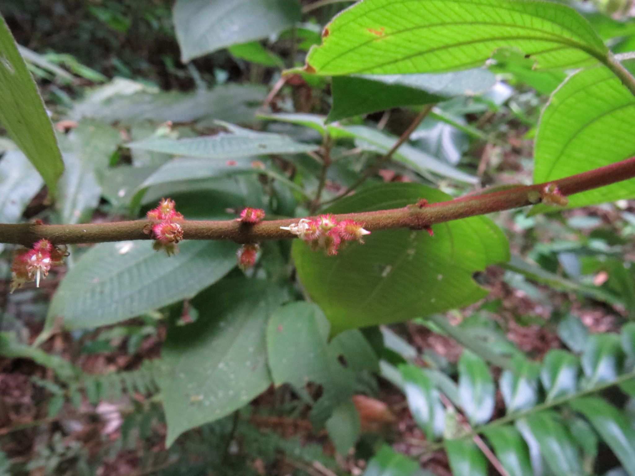 Miconia leamarginata