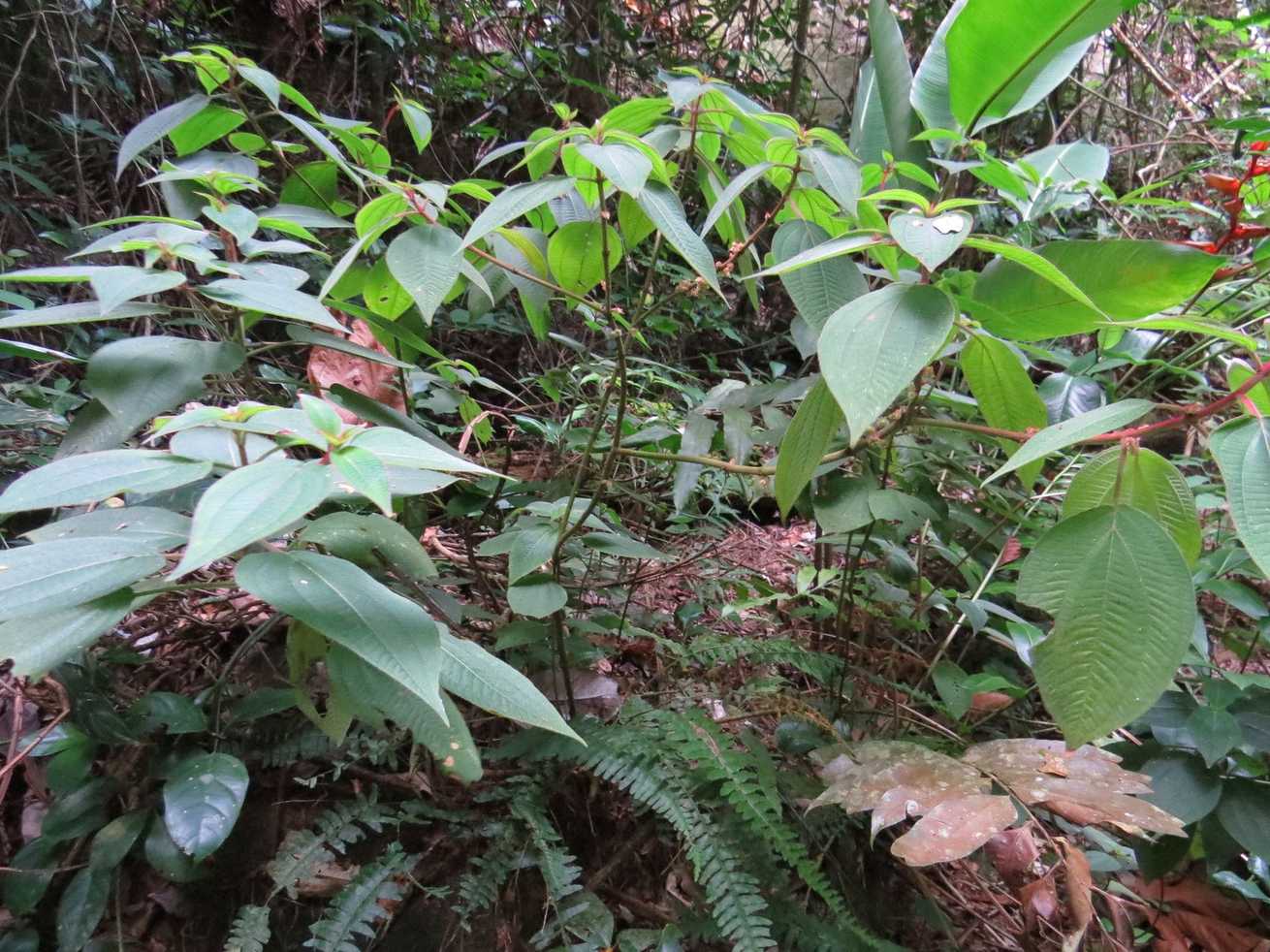 Miconia leamarginata