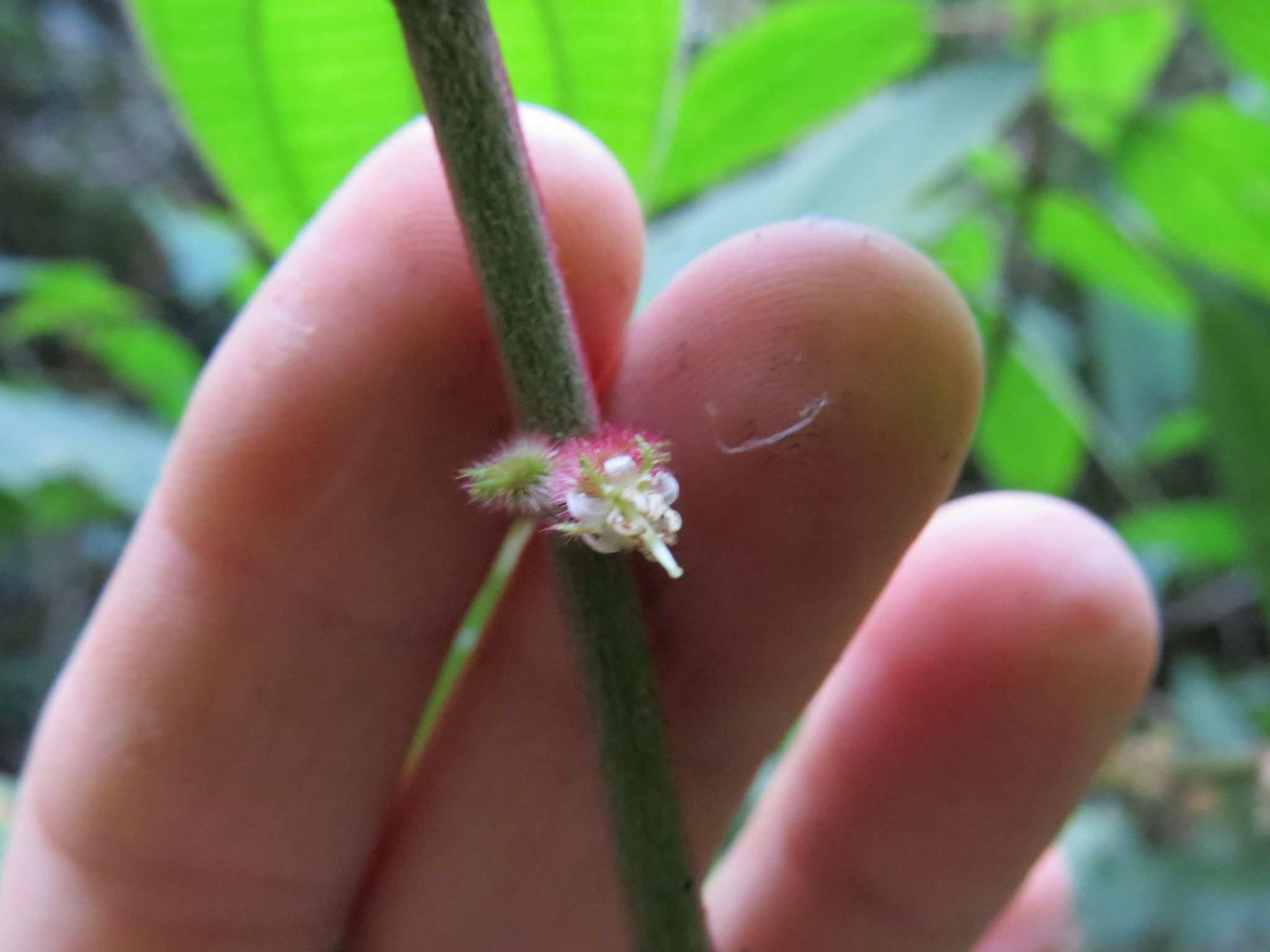 Miconia leamarginata