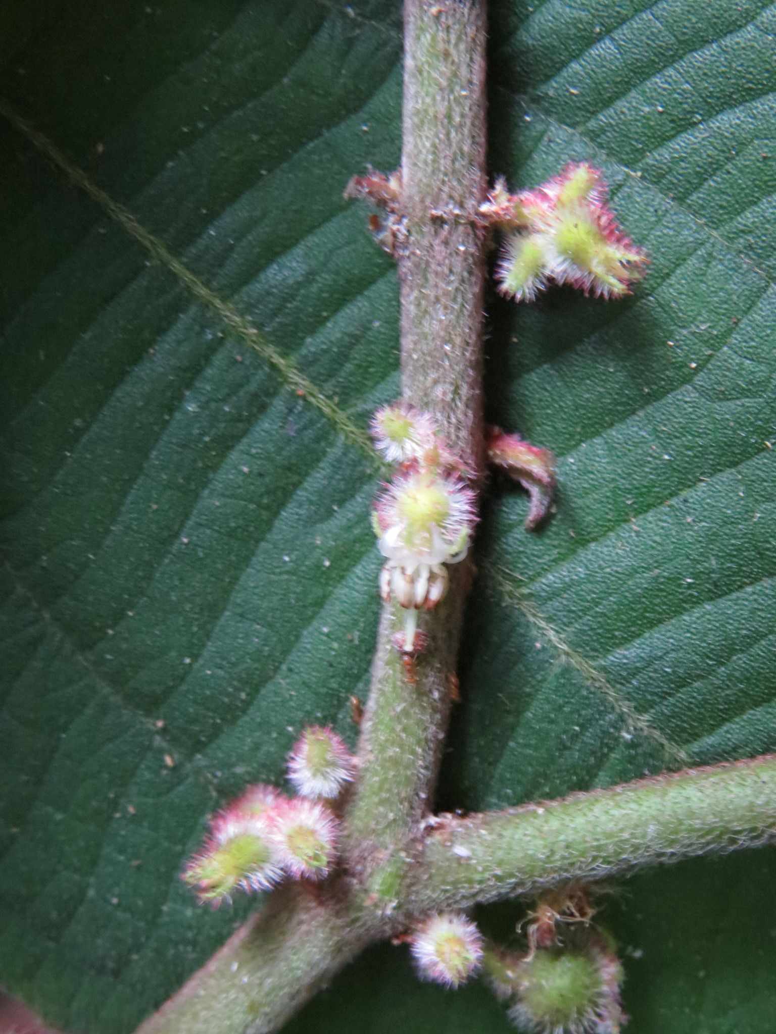 Miconia leamarginata