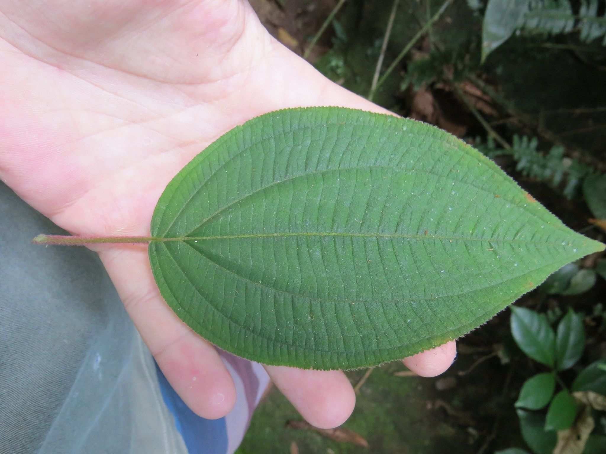 Miconia leamarginata