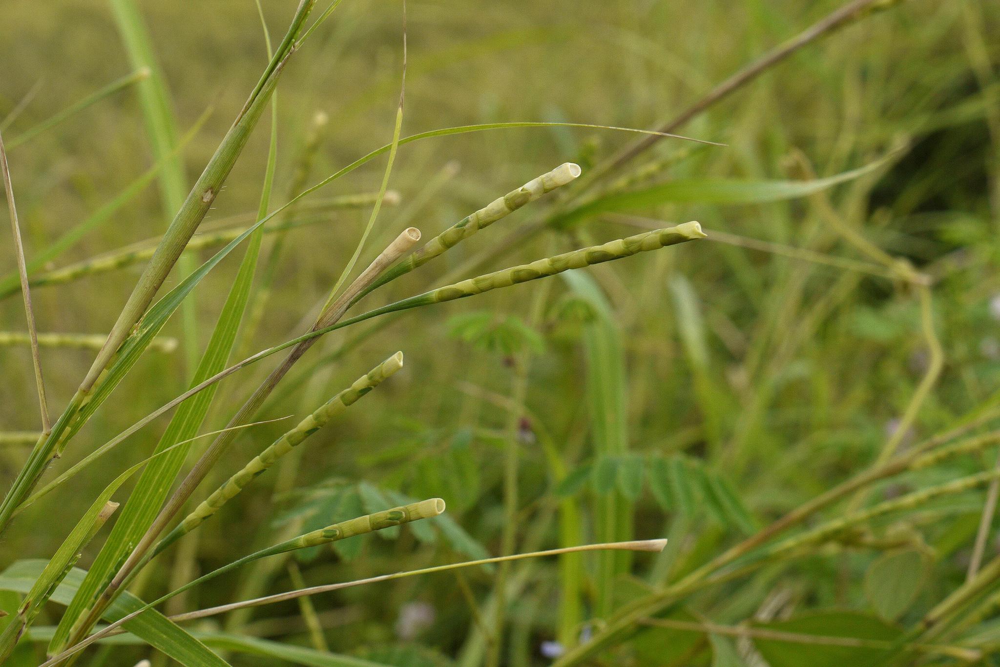 Rottboellia cochinchinensis