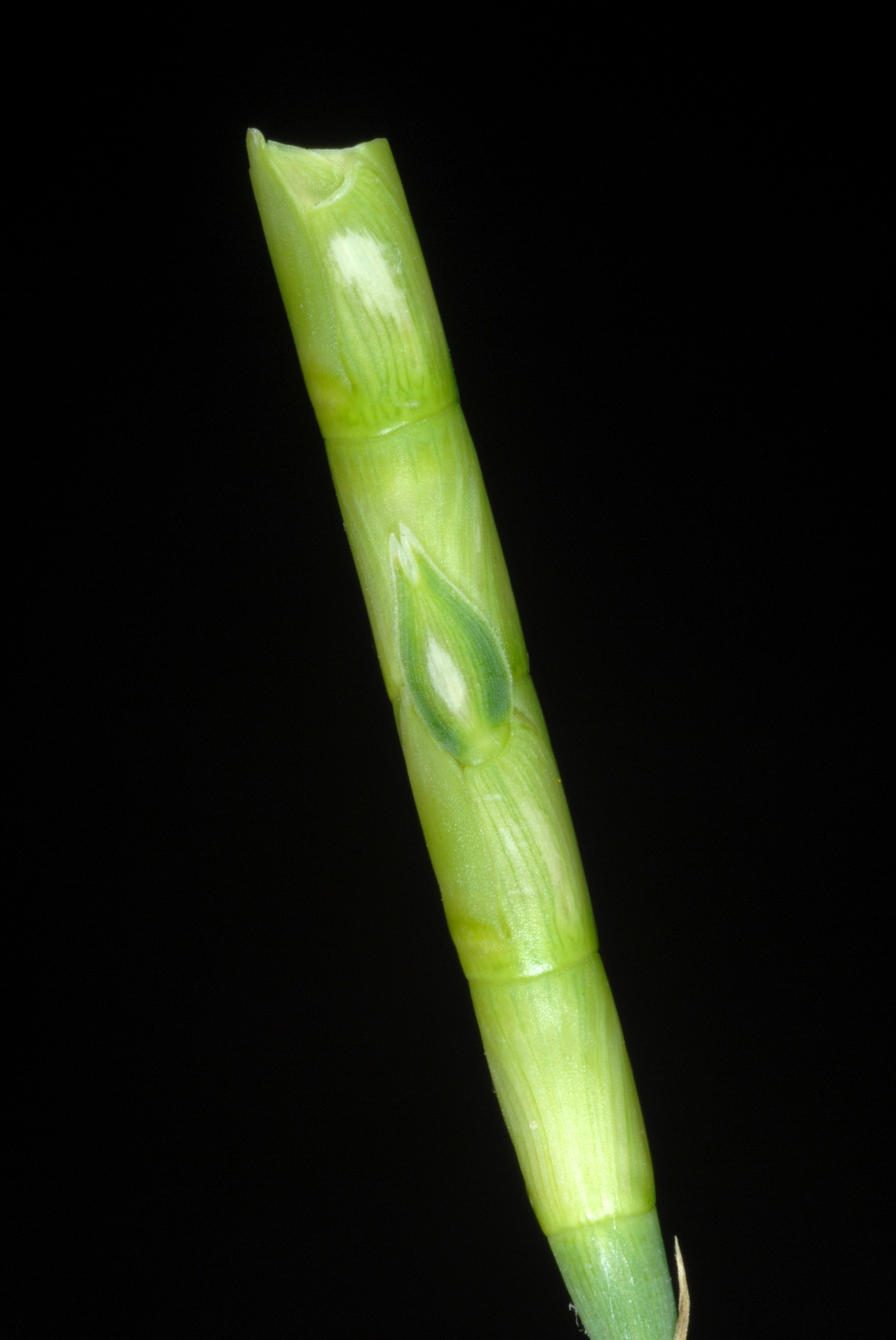 Rottboellia cochinchinensis