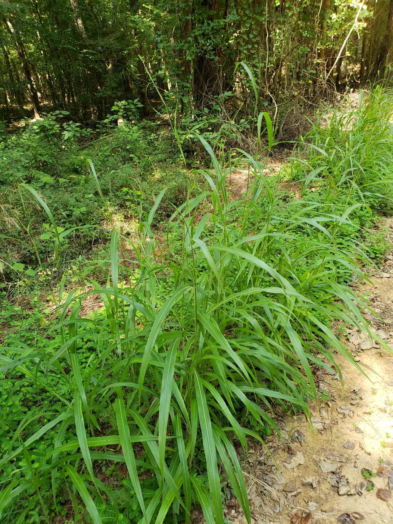 Rottboellia cochinchinensis