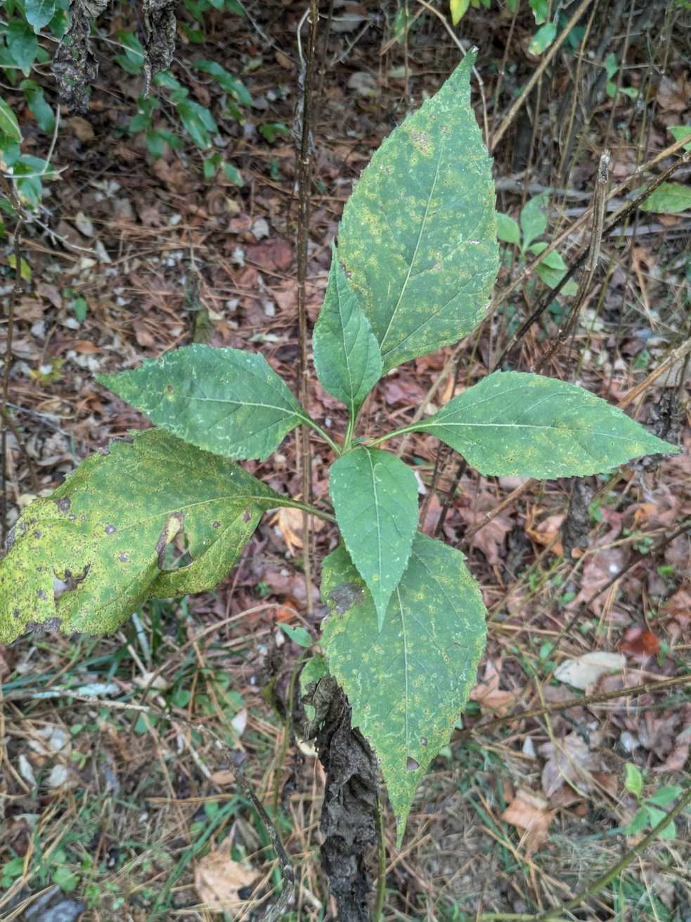Puccinia verbesinae