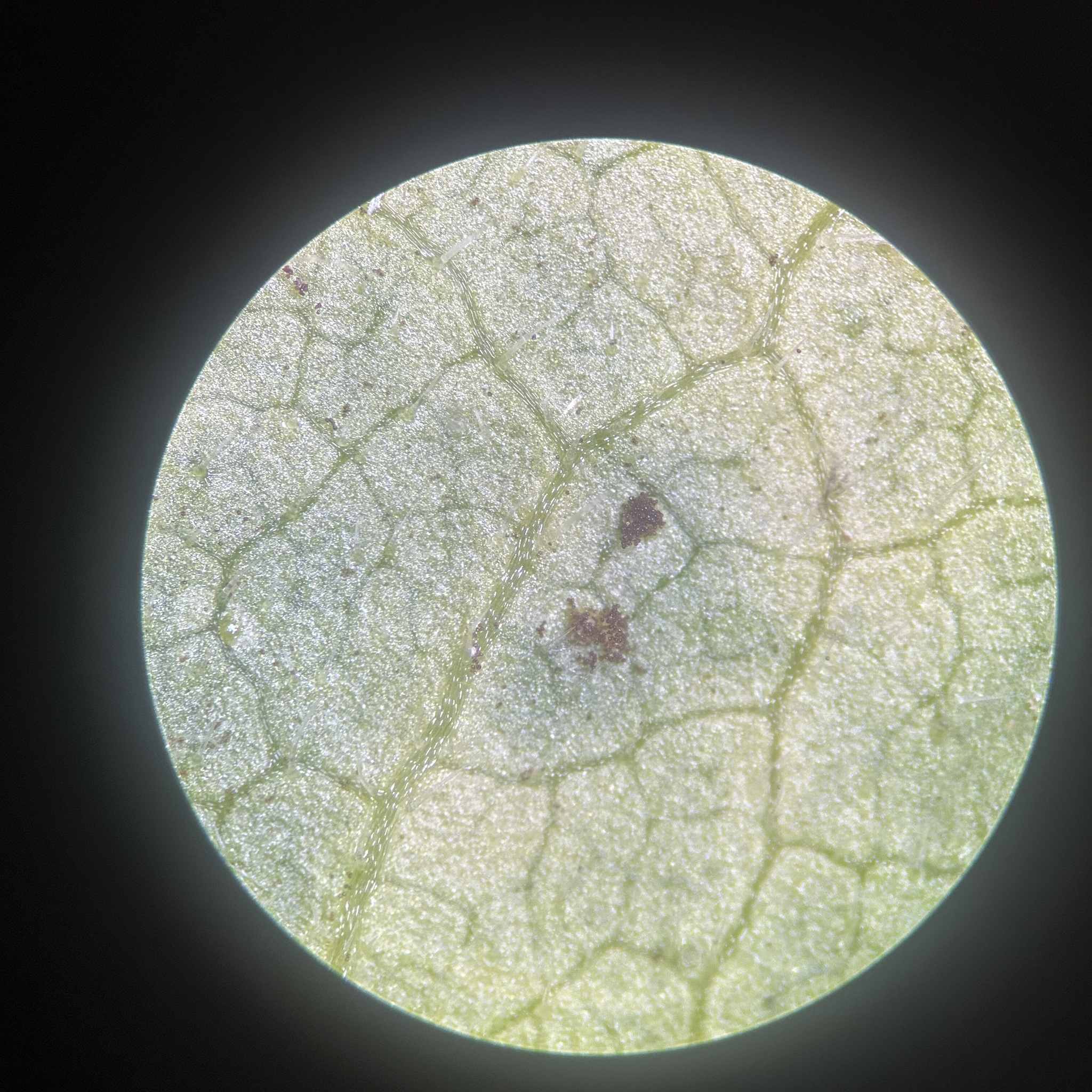 Puccinia verbesinae