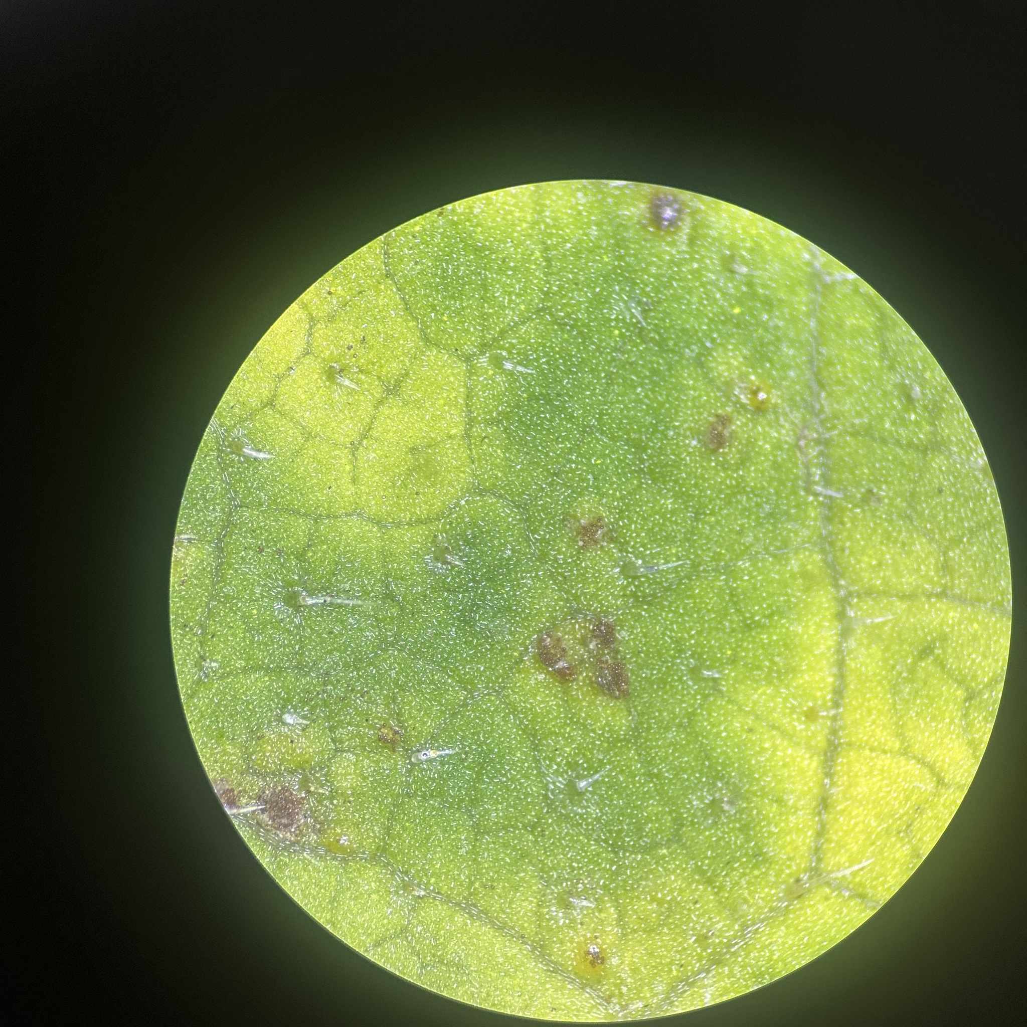Puccinia verbesinae