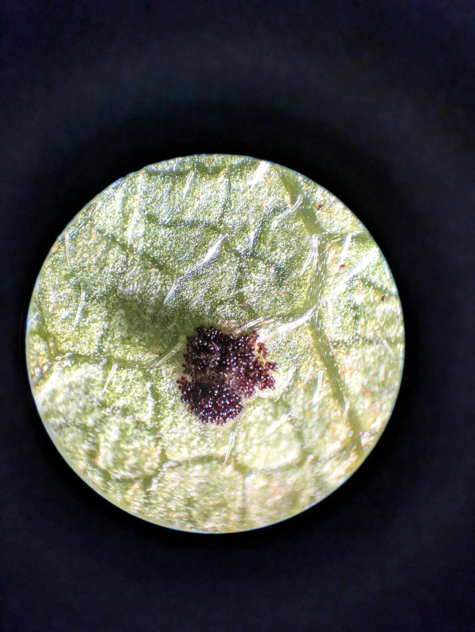 Puccinia verbesinae