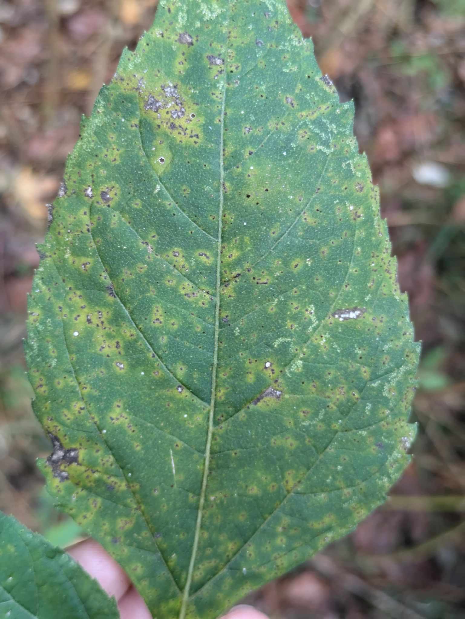 Puccinia verbesinae