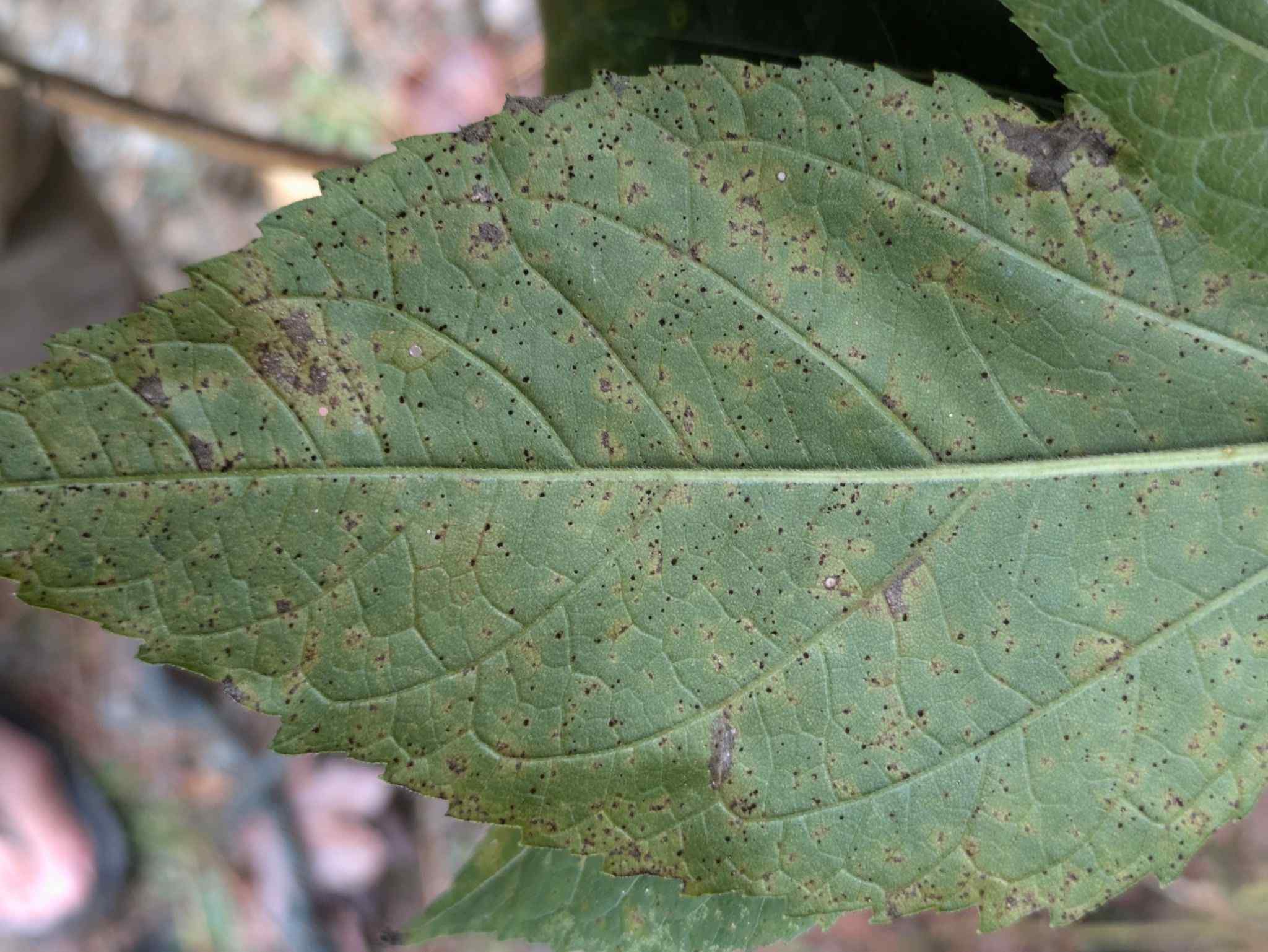 Puccinia verbesinae