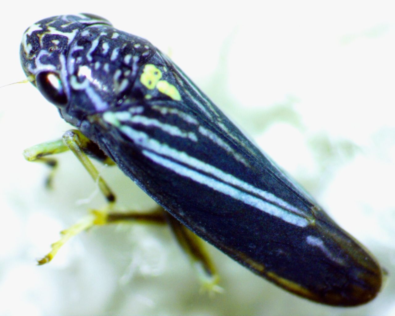 Neokolla hieroglyphica