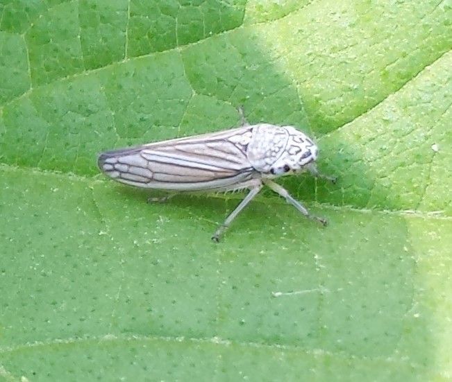 Neokolla hieroglyphica