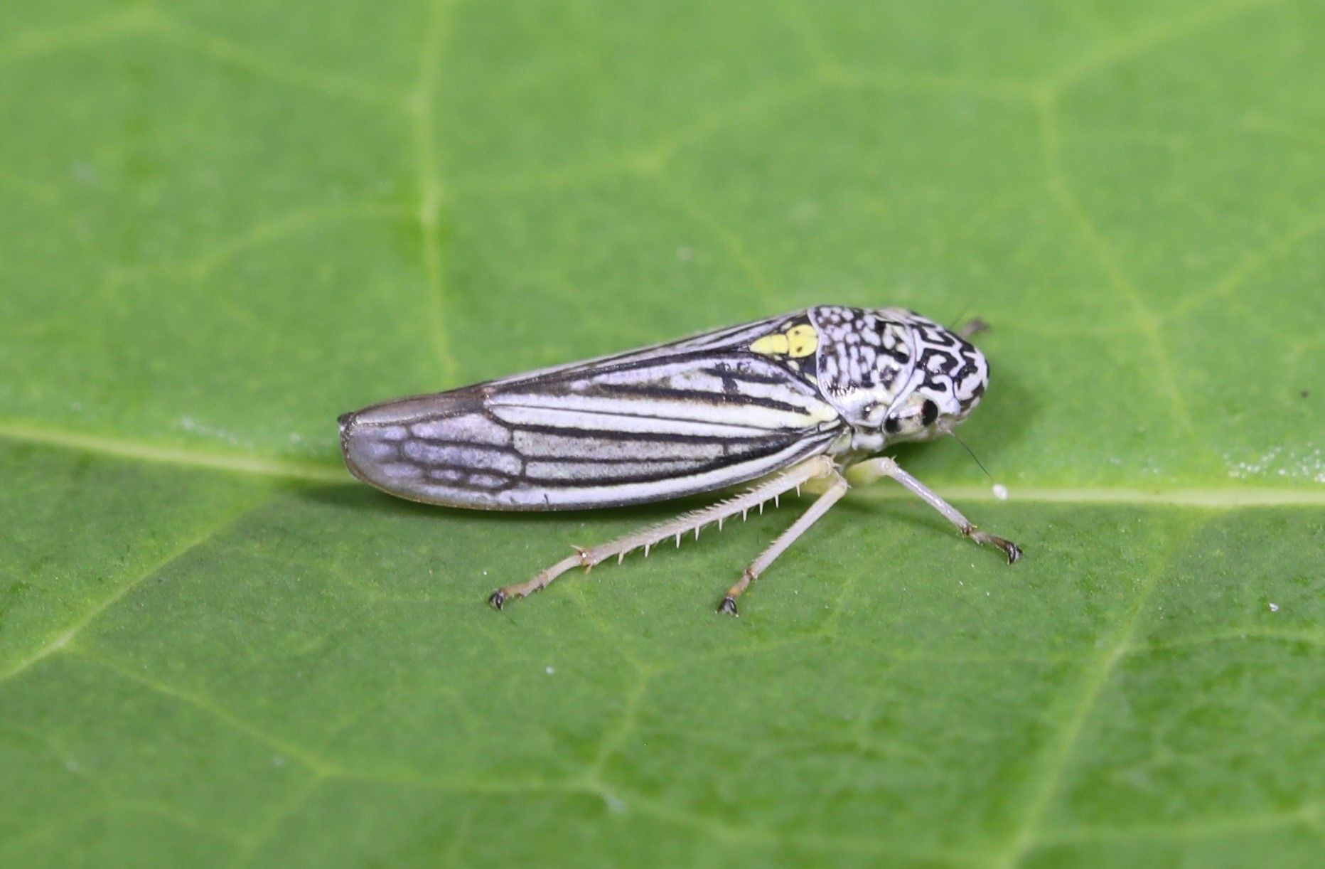 Neokolla hieroglyphica