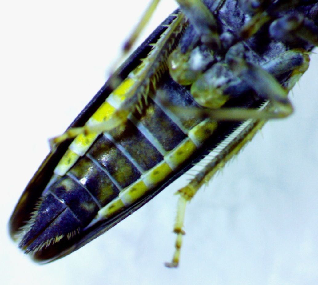 Neokolla hieroglyphica