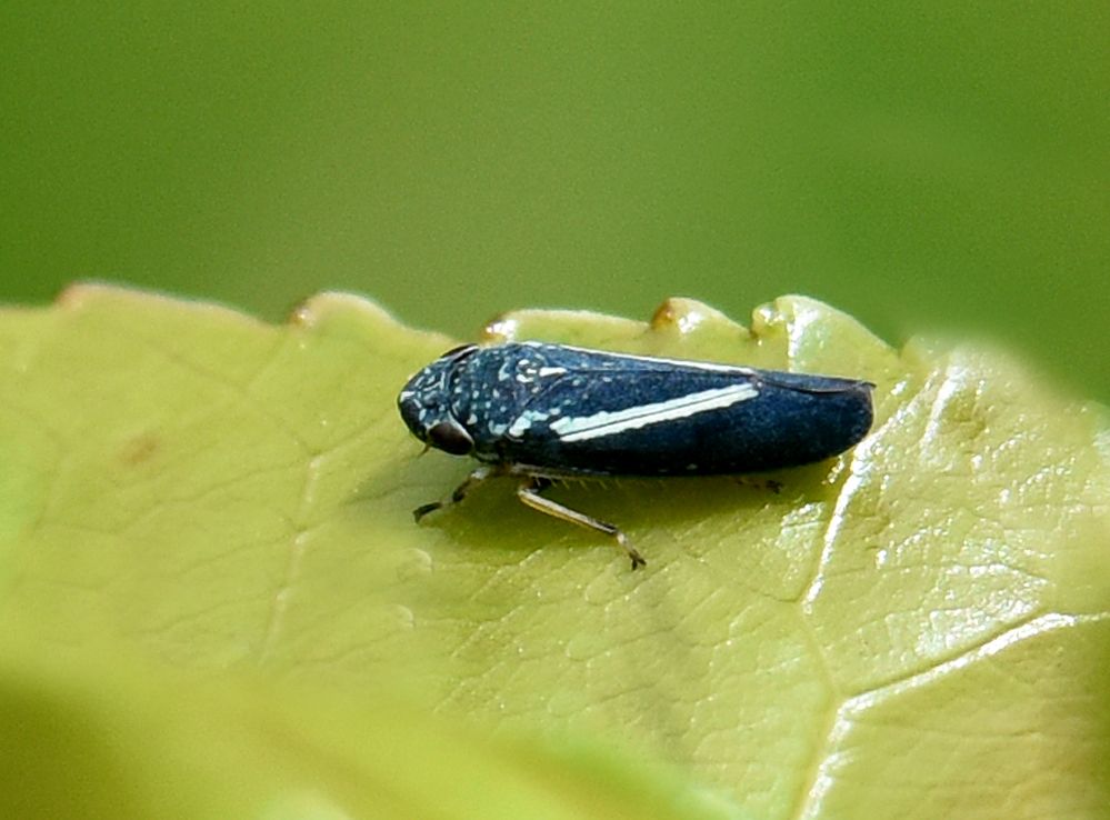 Neokolla hieroglyphica