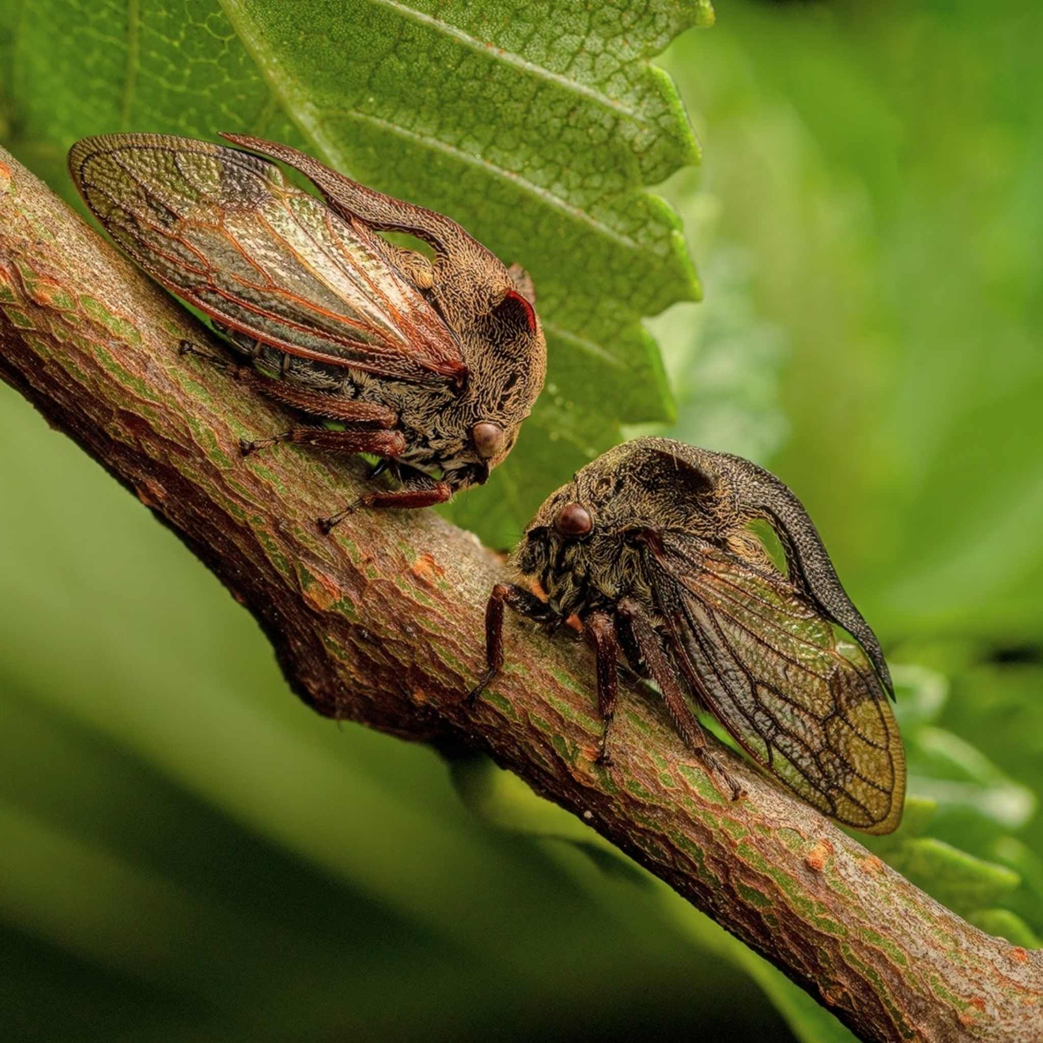 Centrotus cornutus