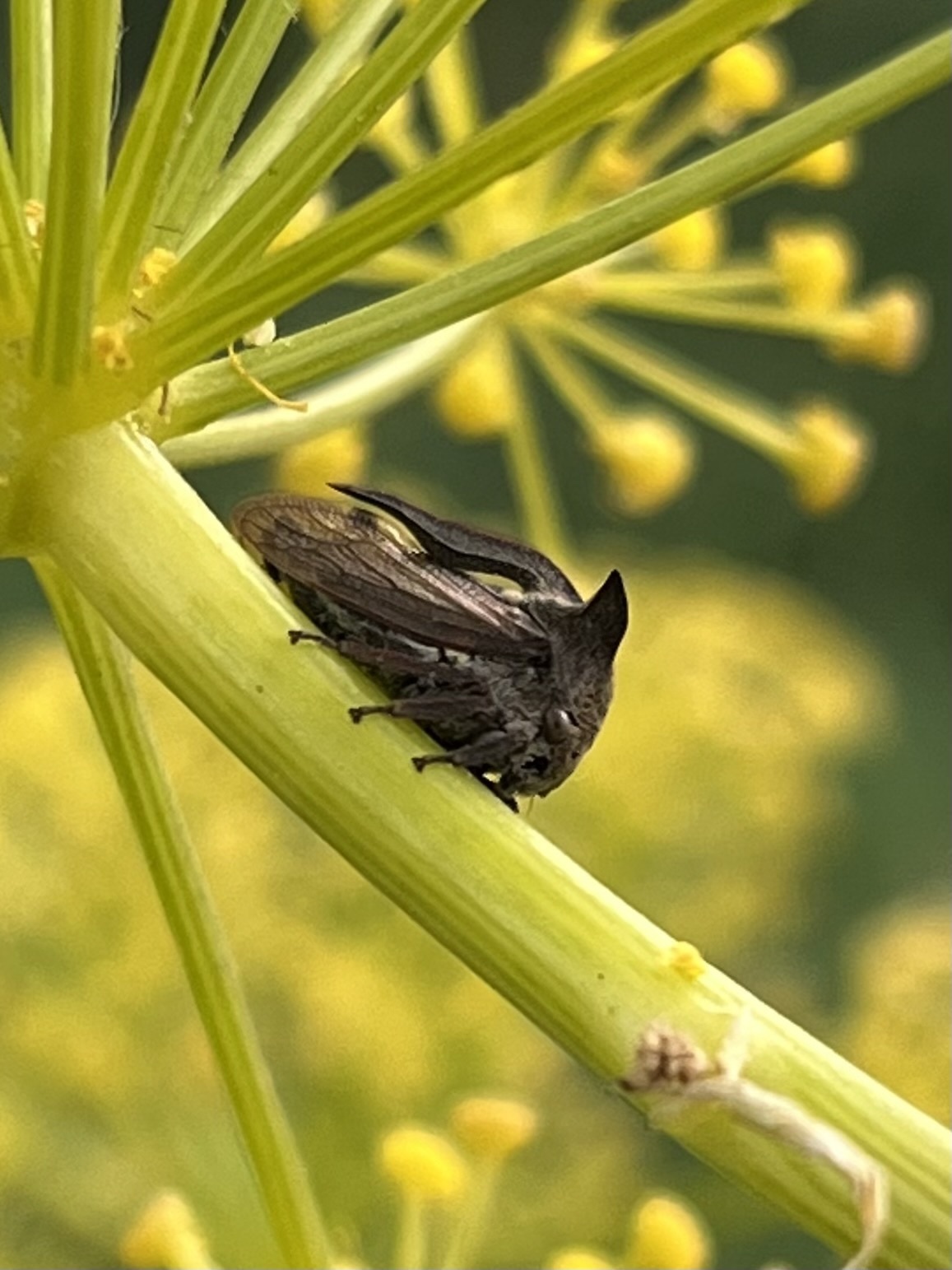 Centrotus cornutus
