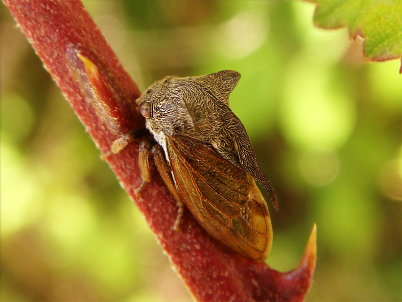 Centrotus cornutus