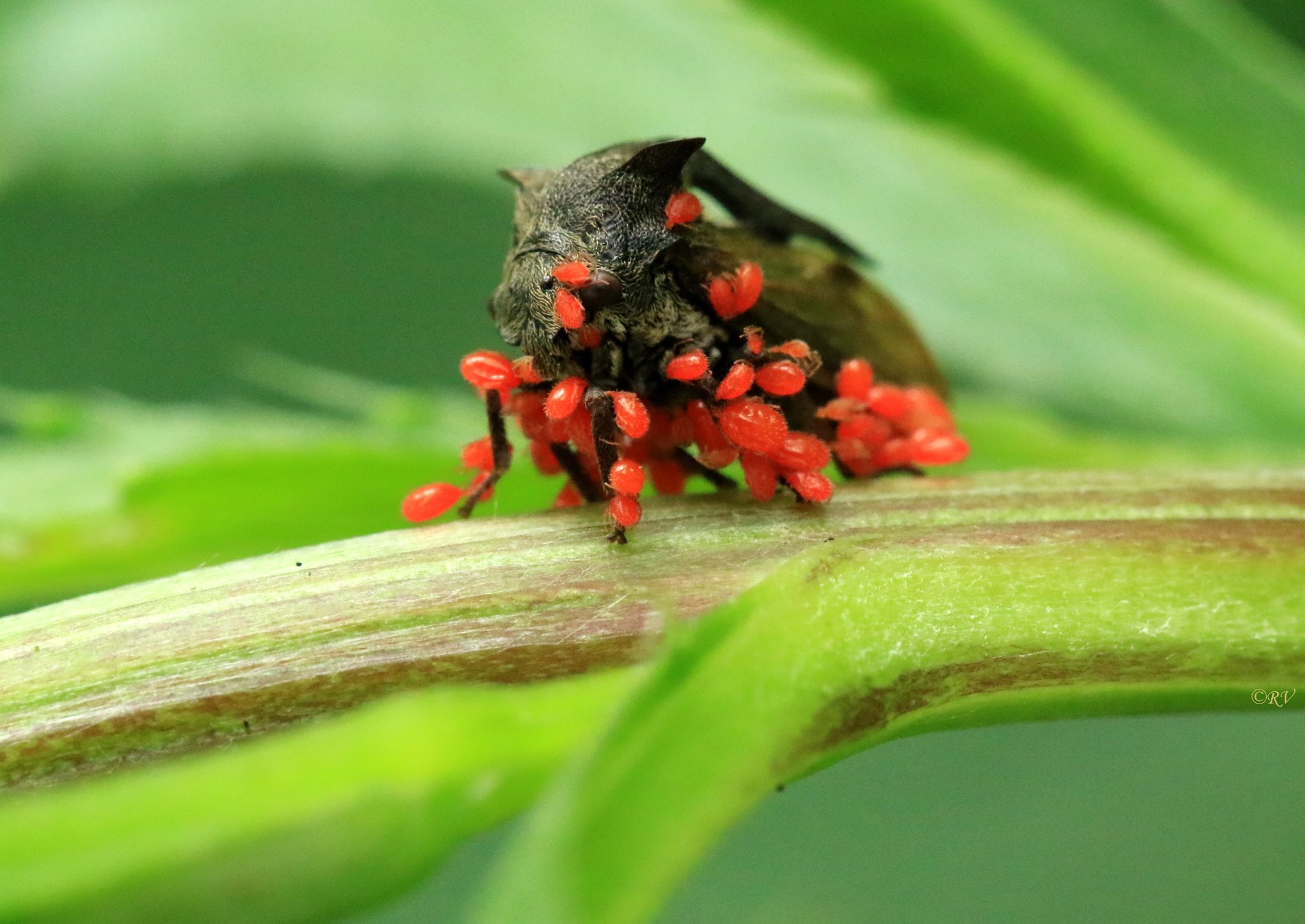 Centrotus cornutus
