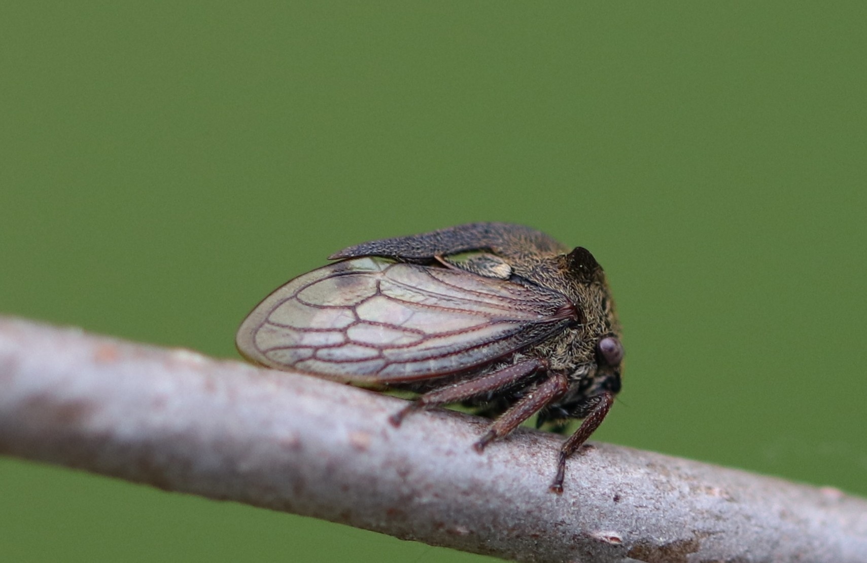Centrotus cornutus