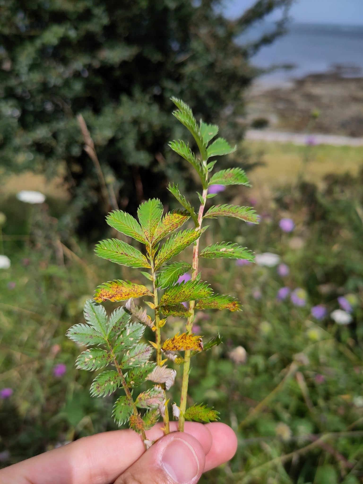 Diplocarpon earlianum