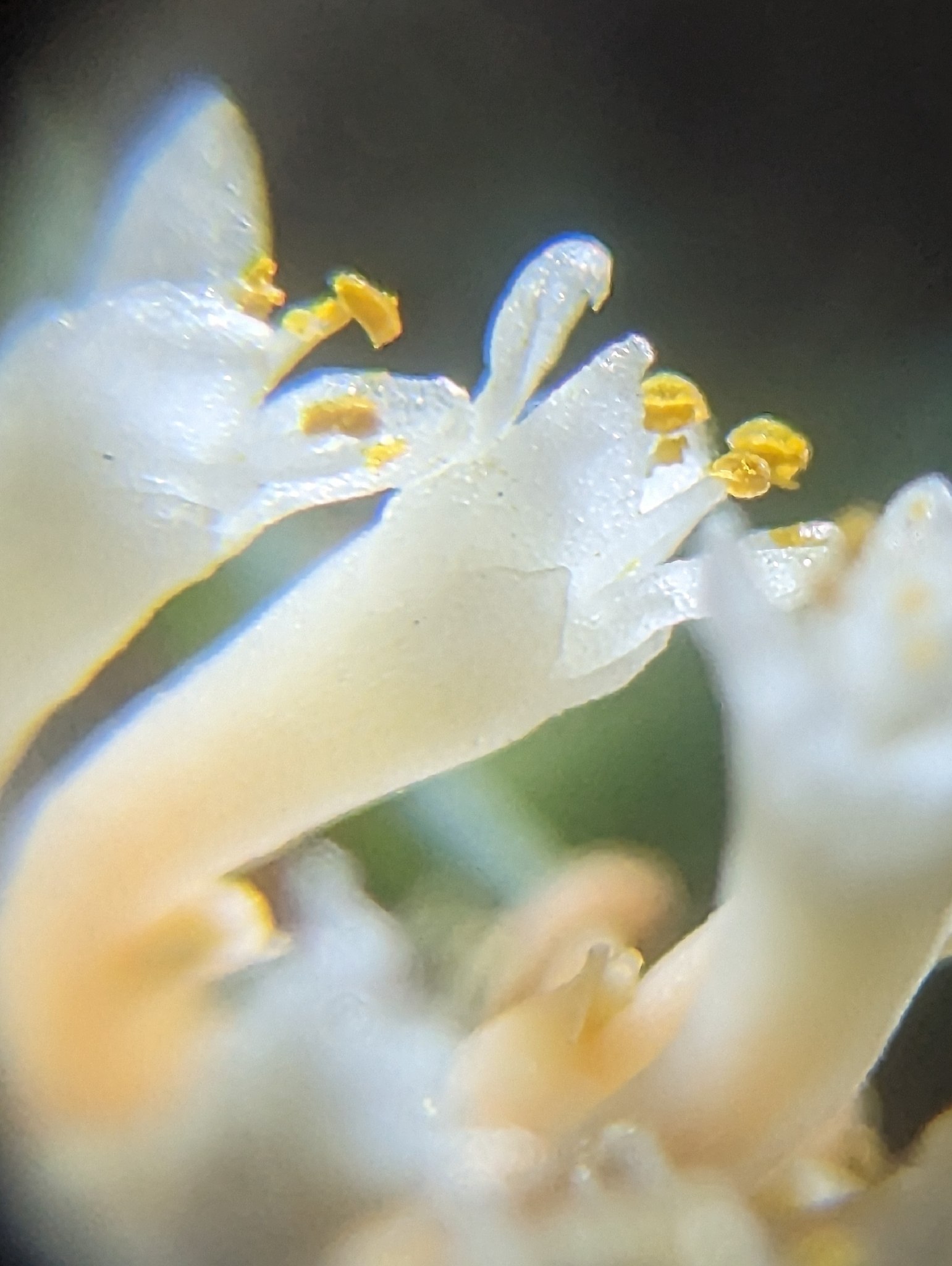 Cuscuta umbellata
