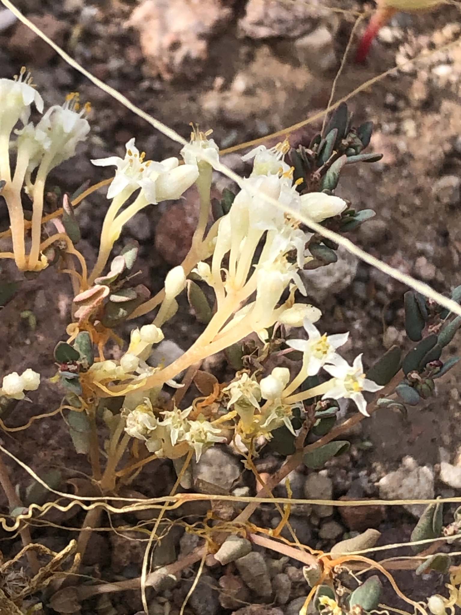 Cuscuta umbellata