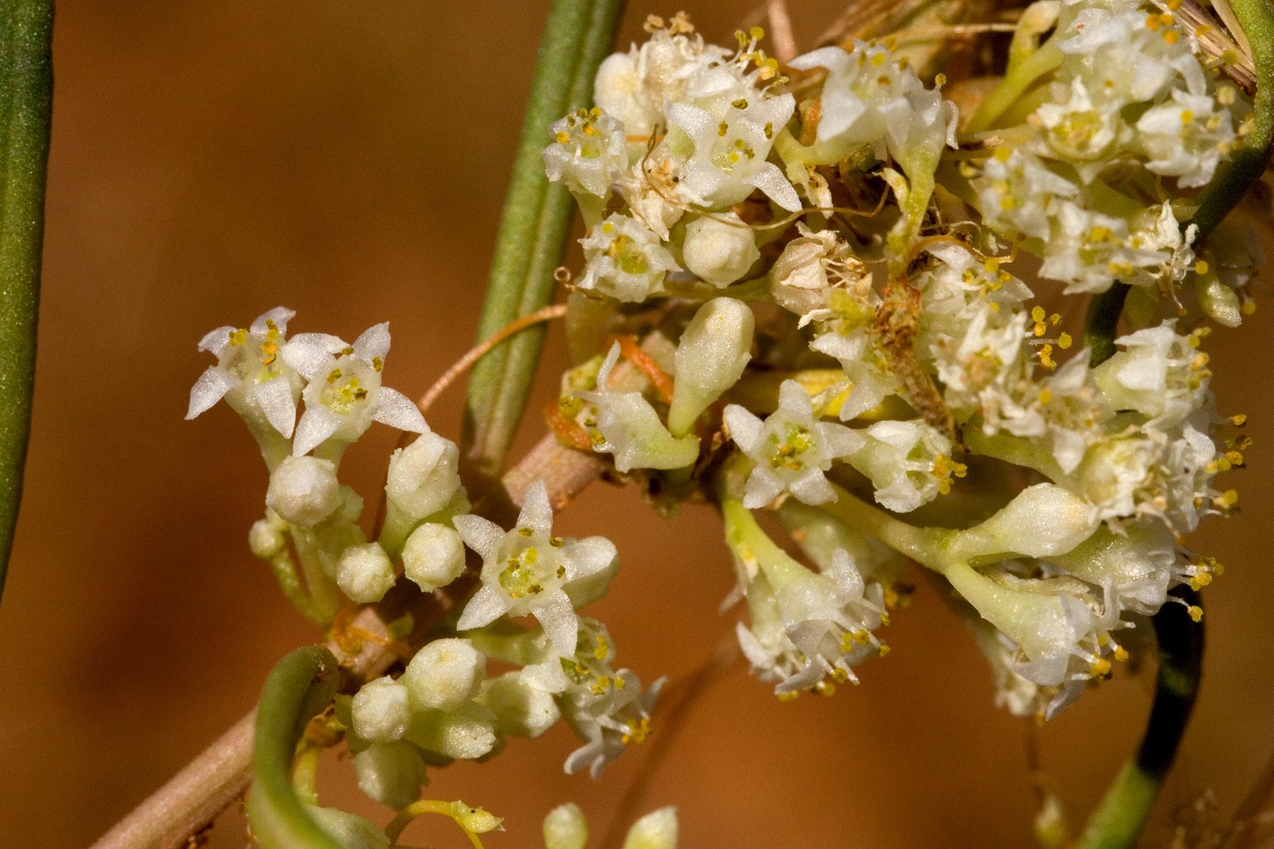 Cuscuta umbellata