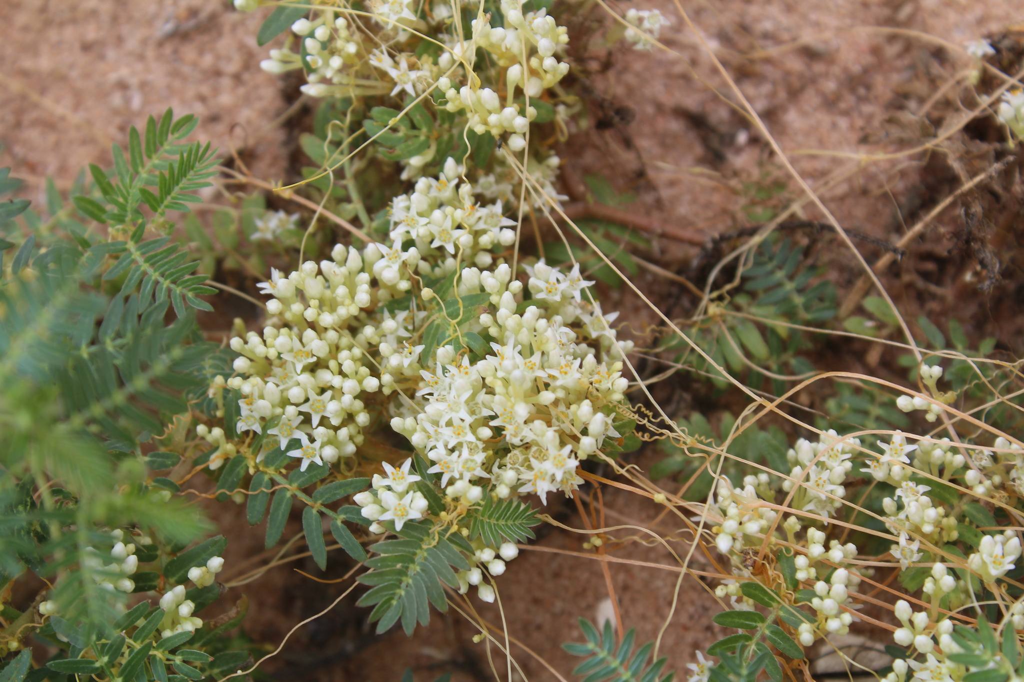 Cuscuta umbellata