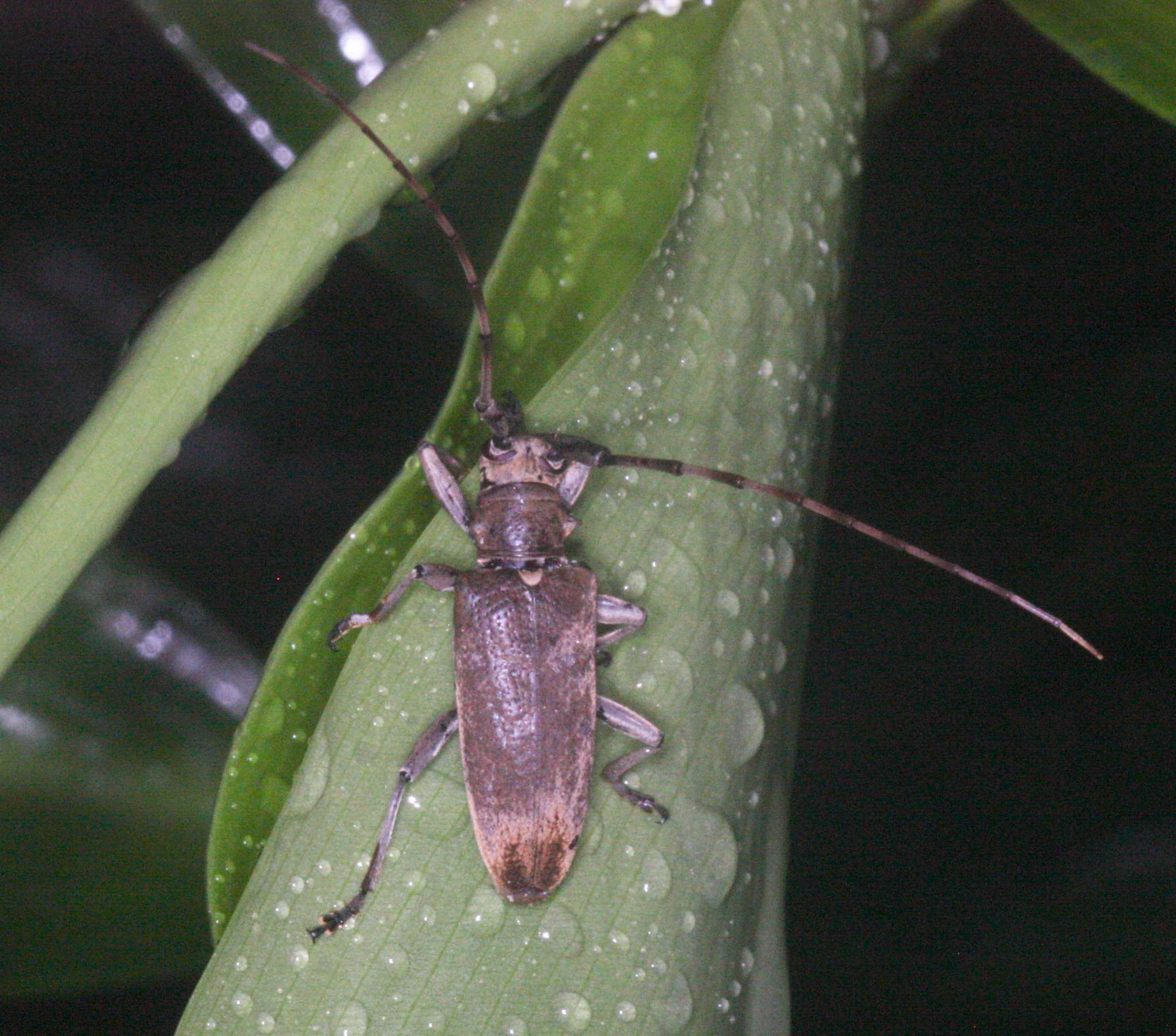 Acalolepta cervina