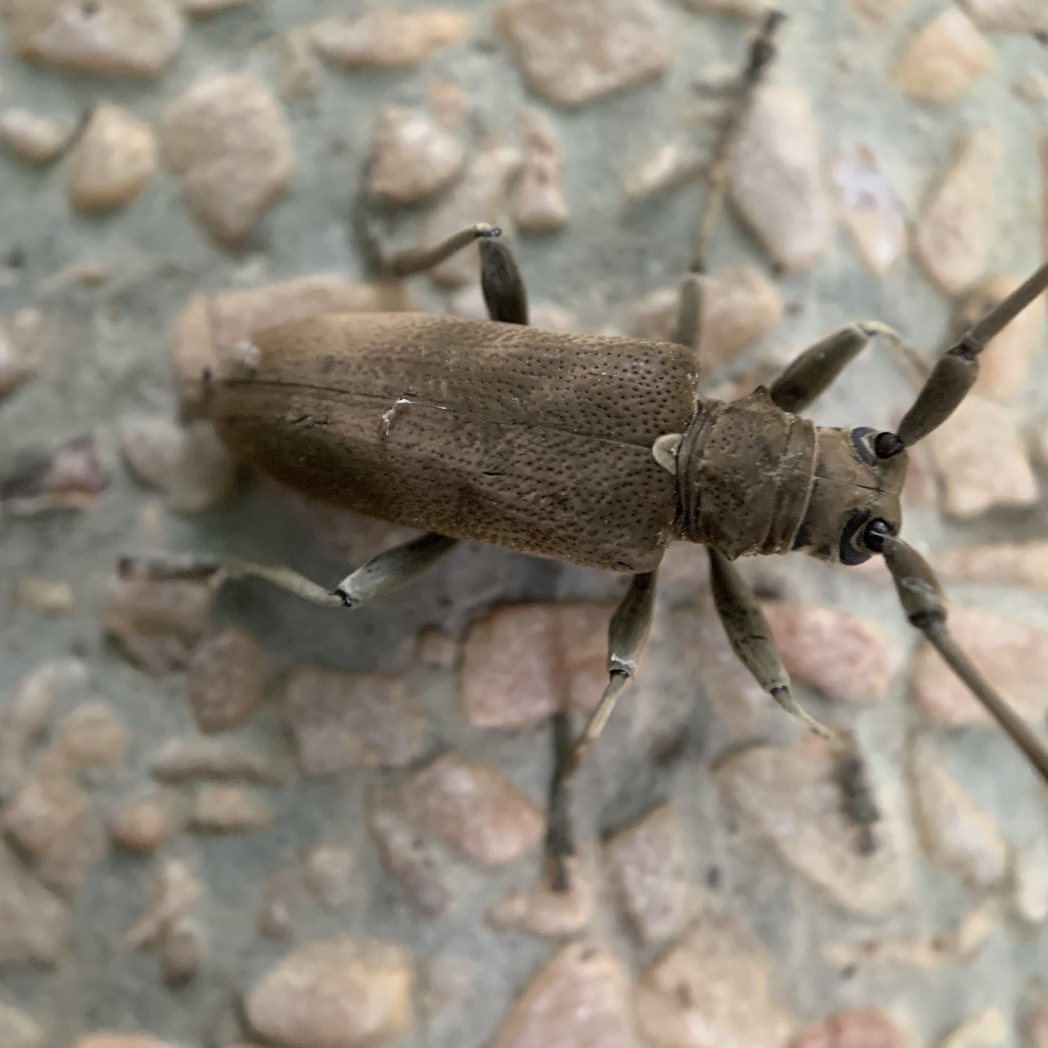 Acalolepta cervina