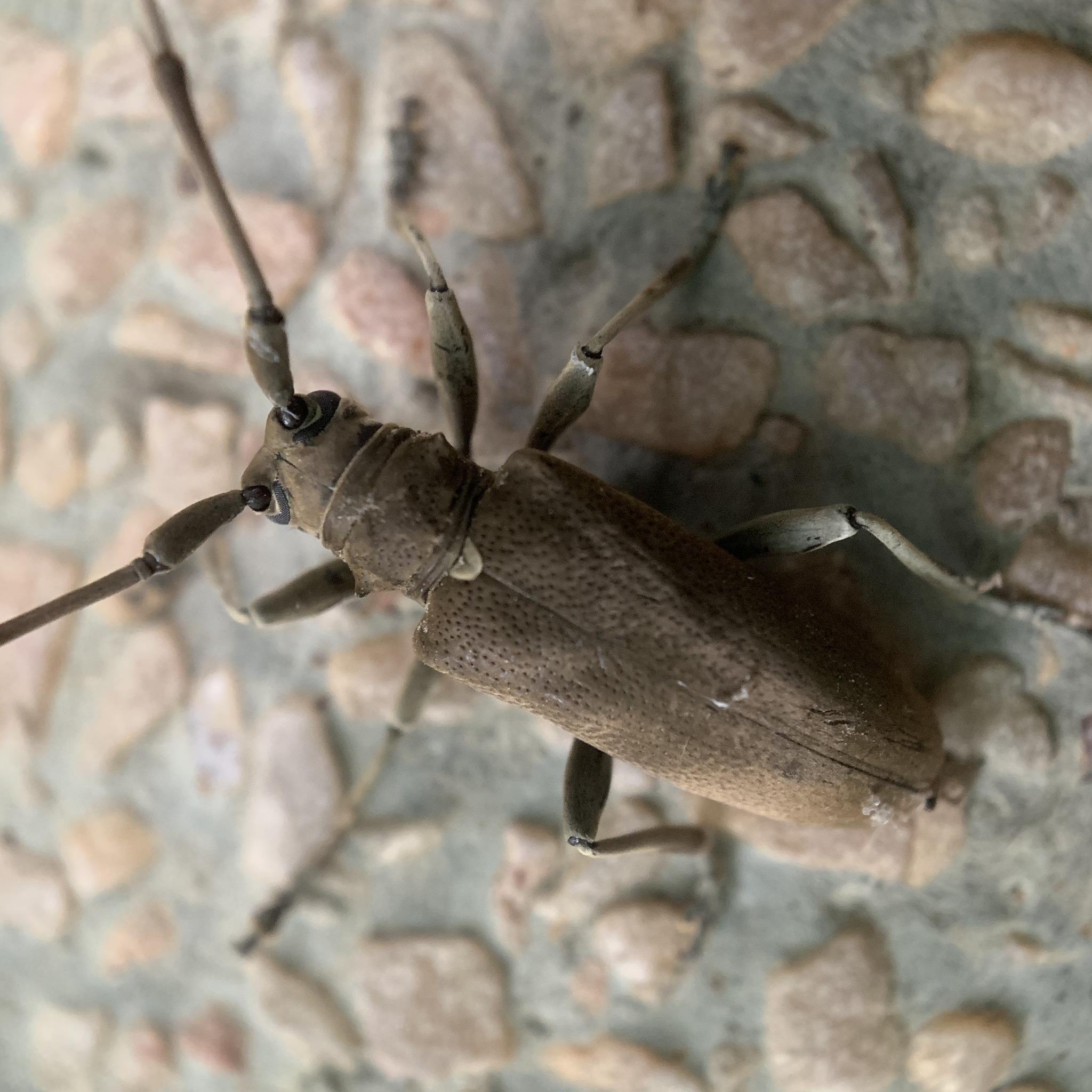 Acalolepta cervina