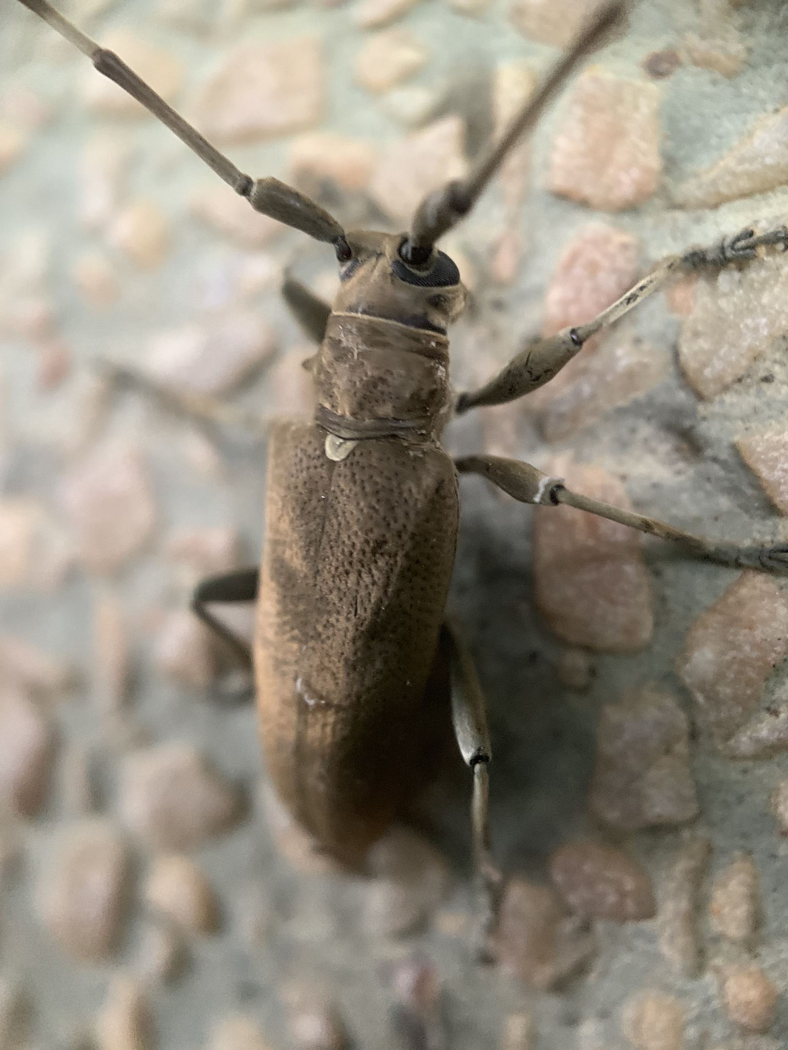 Acalolepta cervina