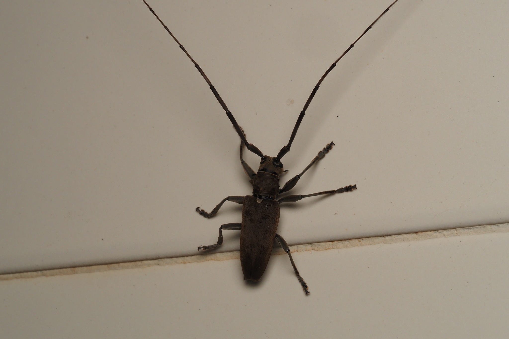 Acalolepta cervina