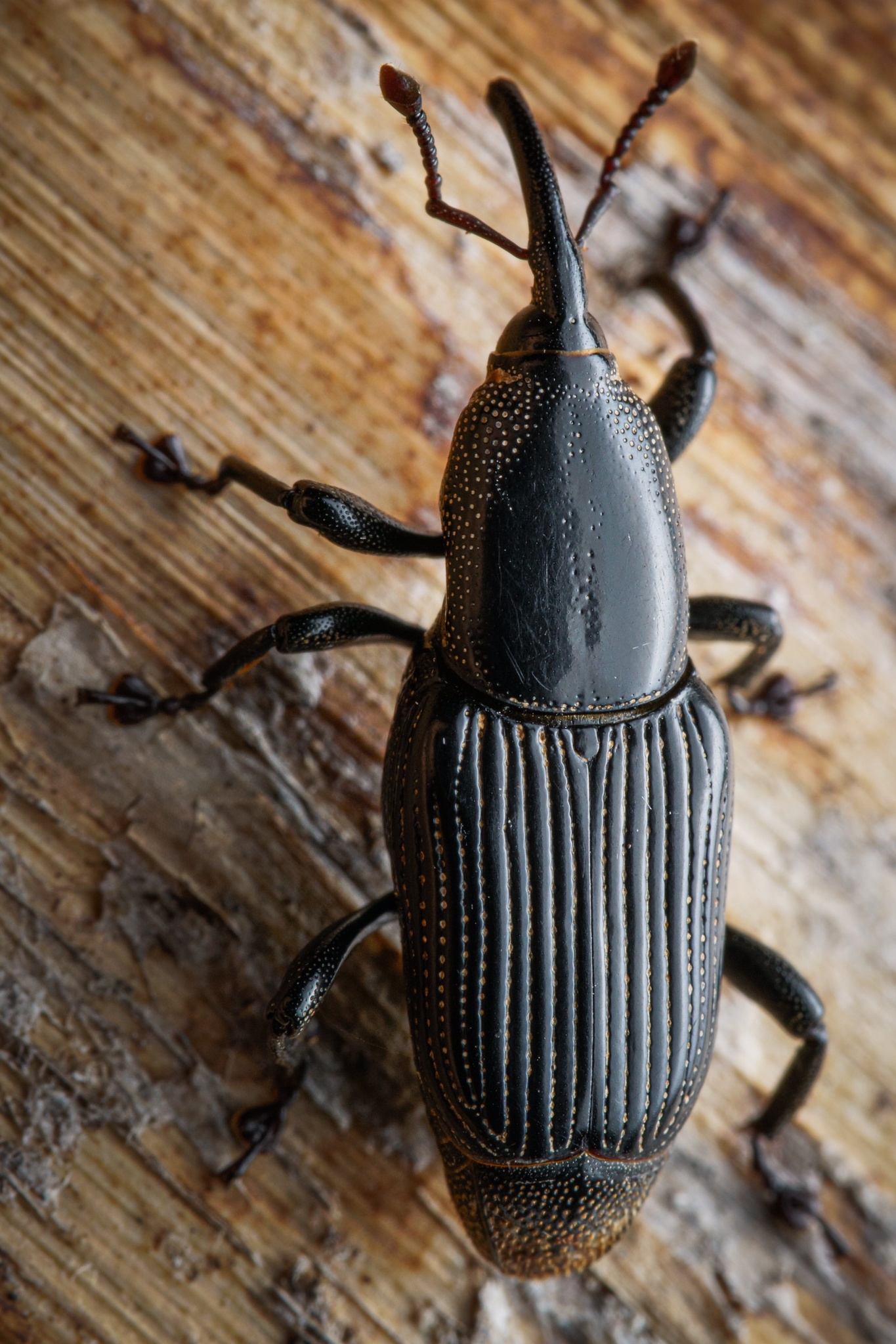 Odoiporus longicollis