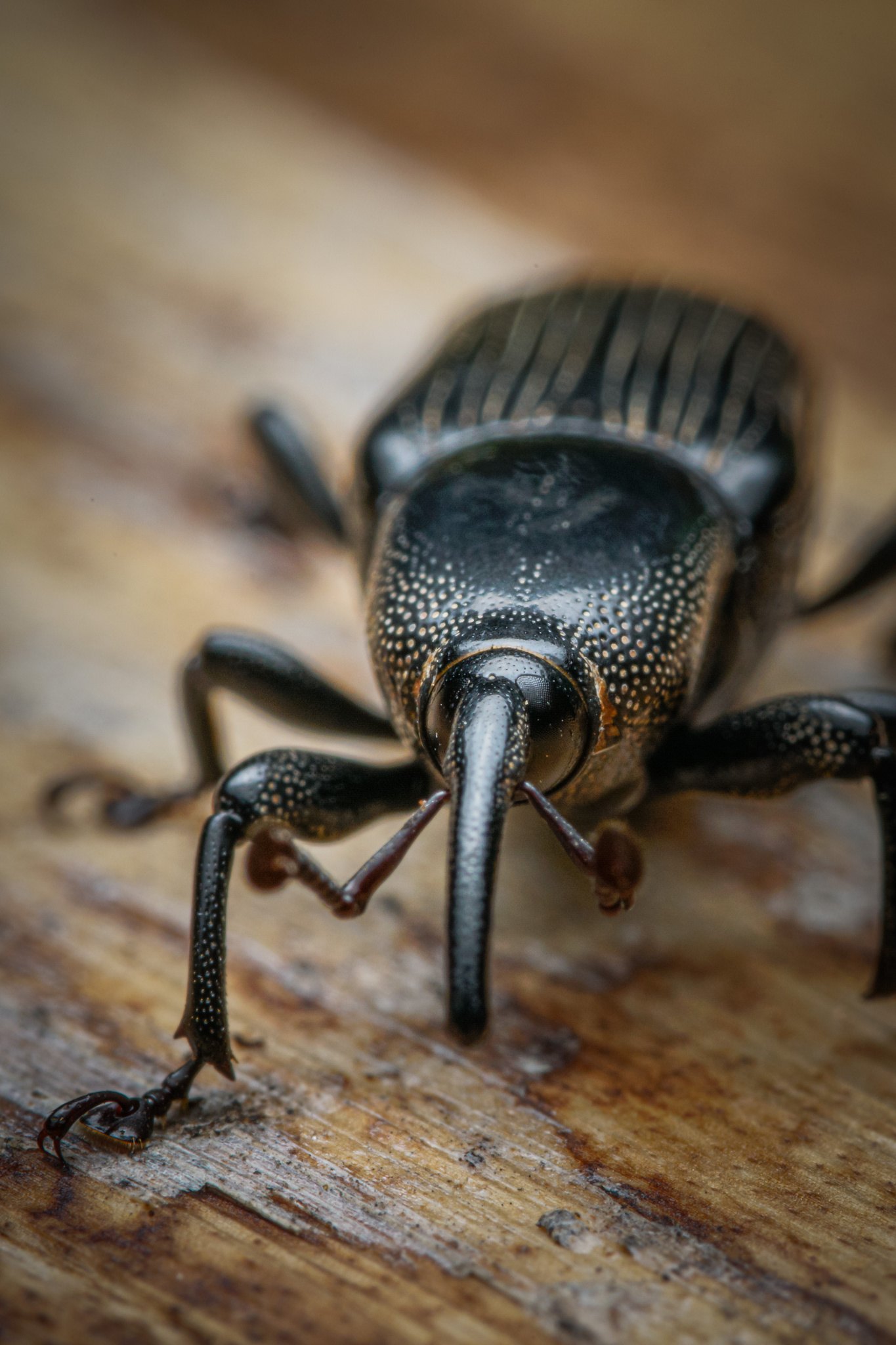 Odoiporus longicollis