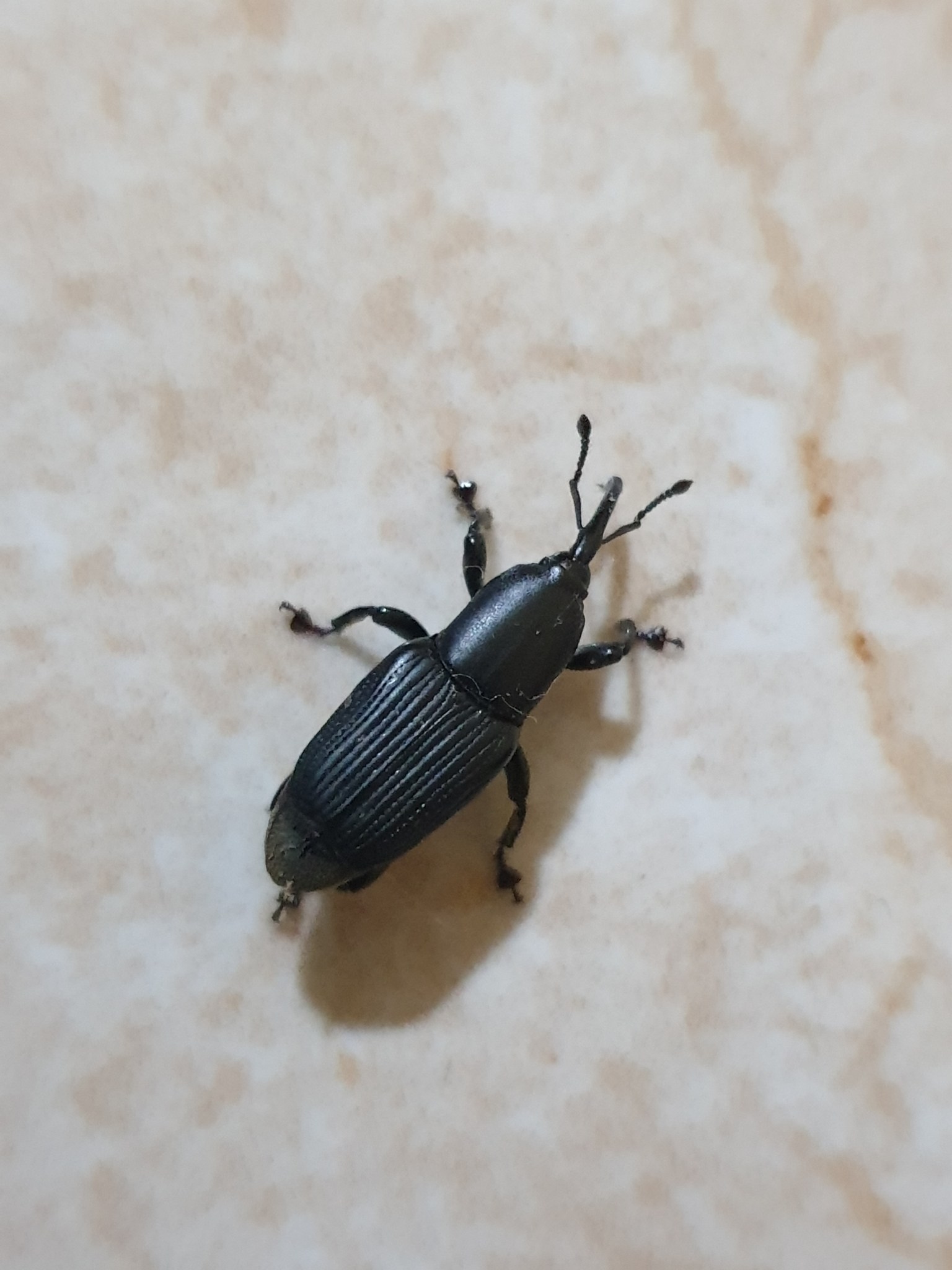 Odoiporus longicollis