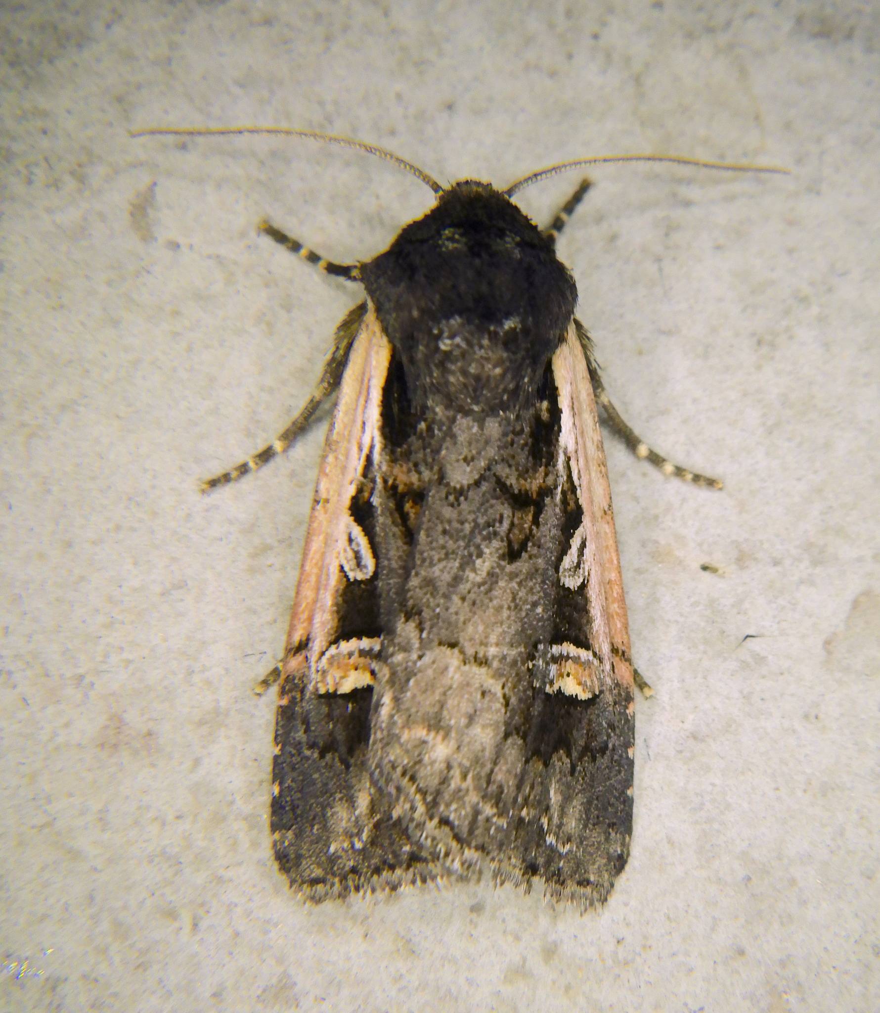 Dichagyris