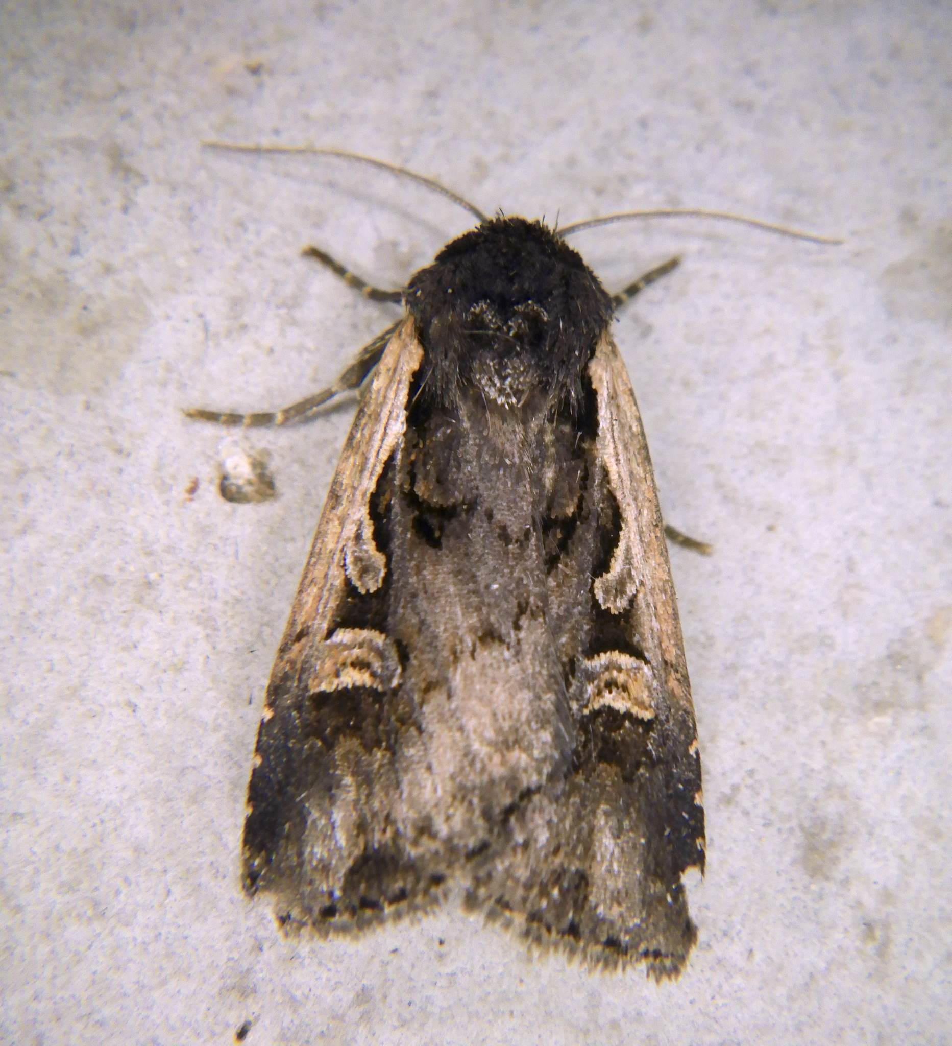 Dichagyris