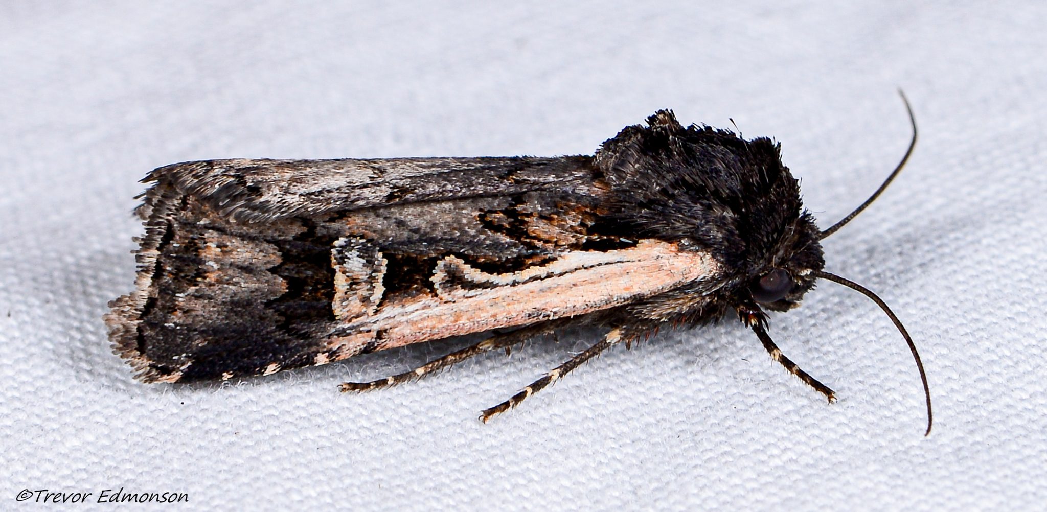 Dichagyris