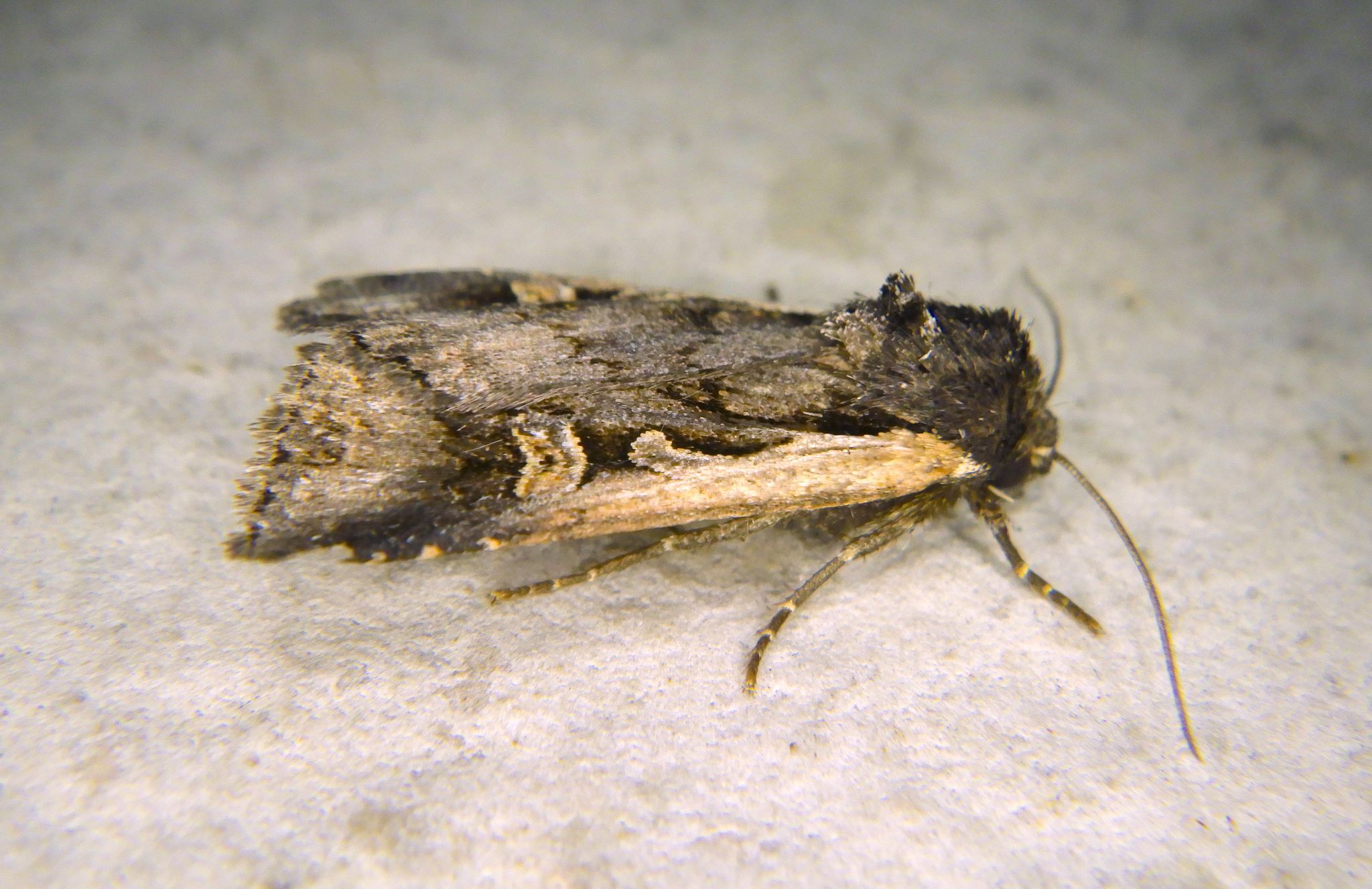 Dichagyris