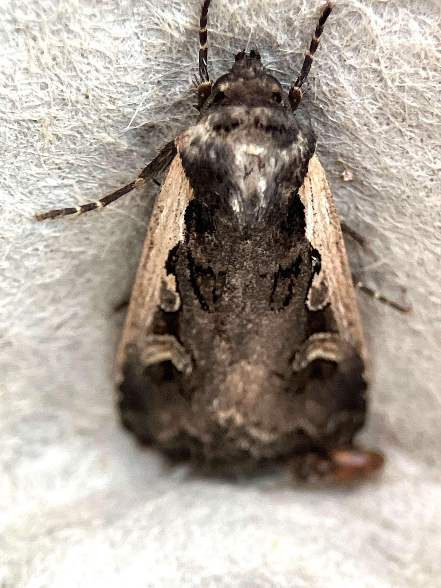 Dichagyris