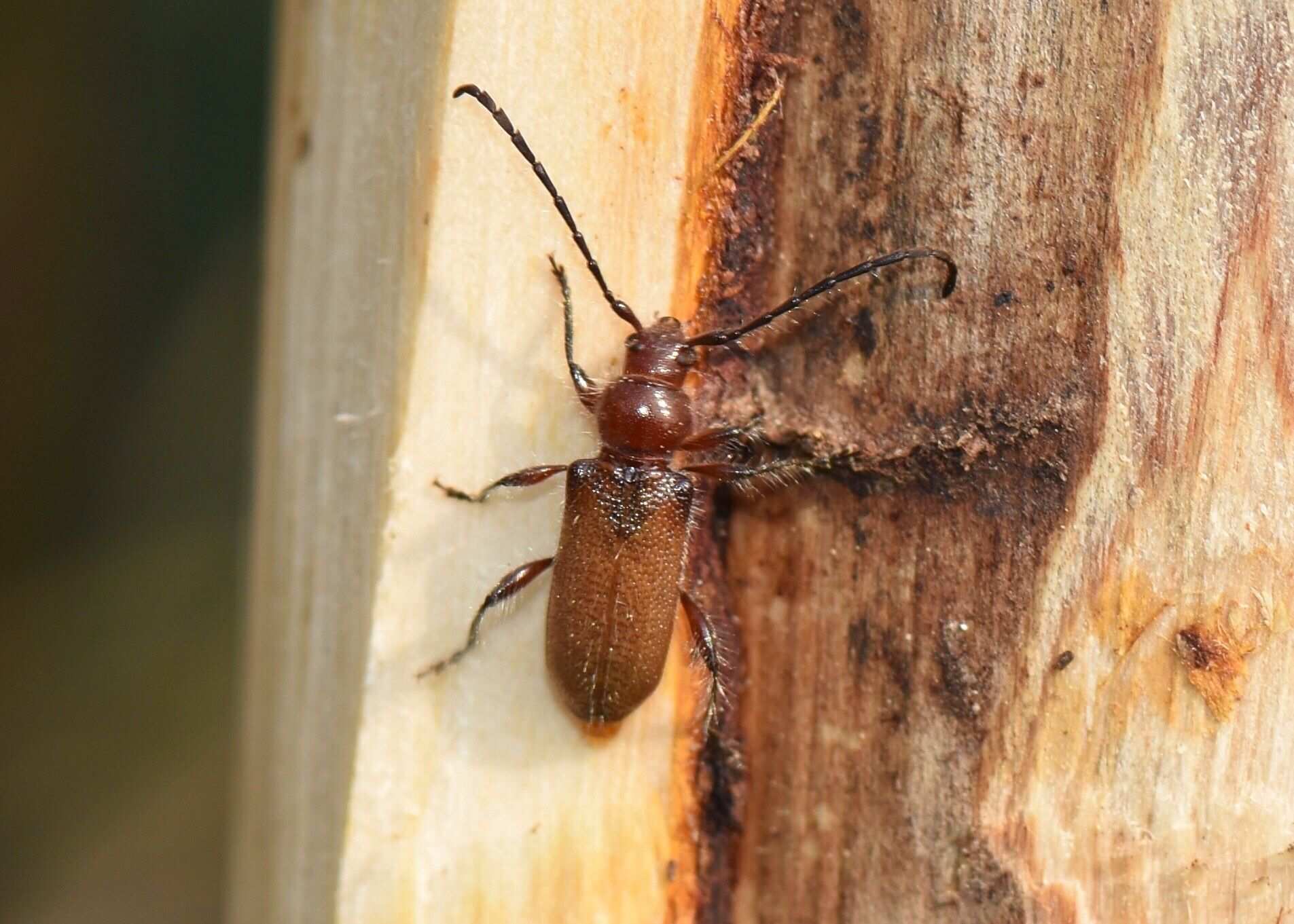 Callidiellum villosulum