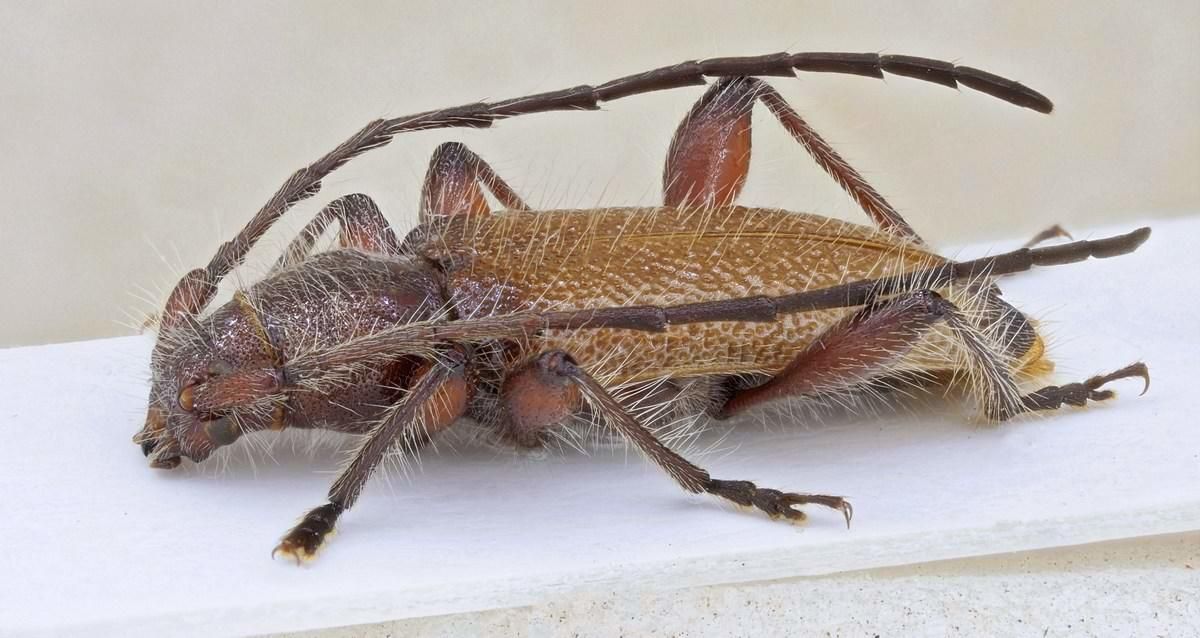 Callidiellum villosulum